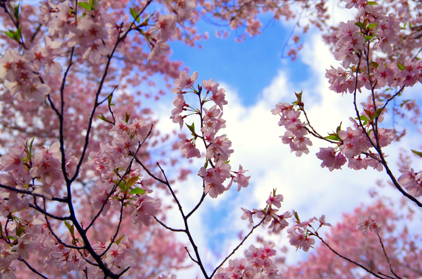 Pentax K-30 sample photo. Cherry, wood, branch photography