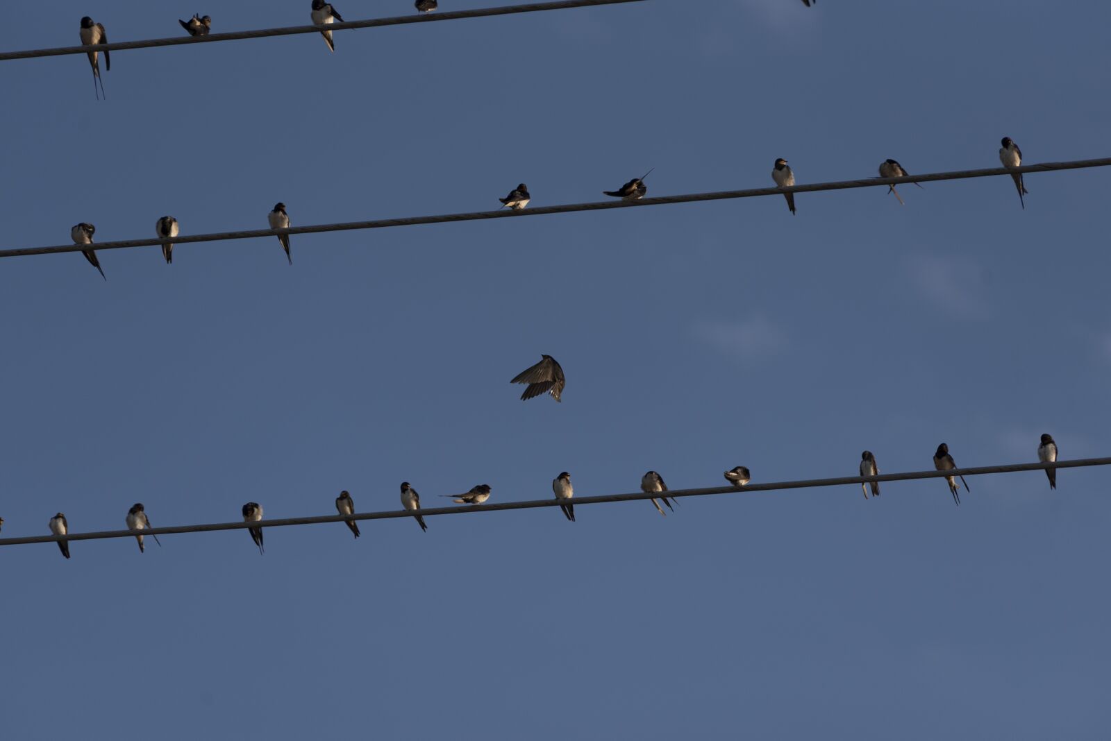 Nikon D750 sample photo. Swallows, birds, swallow photography