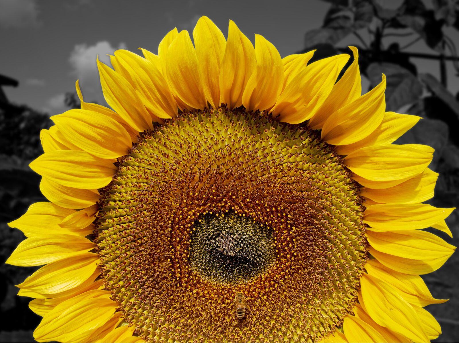 Olympus OM-D E-M5 sample photo. Sunflower, summer, sun photography