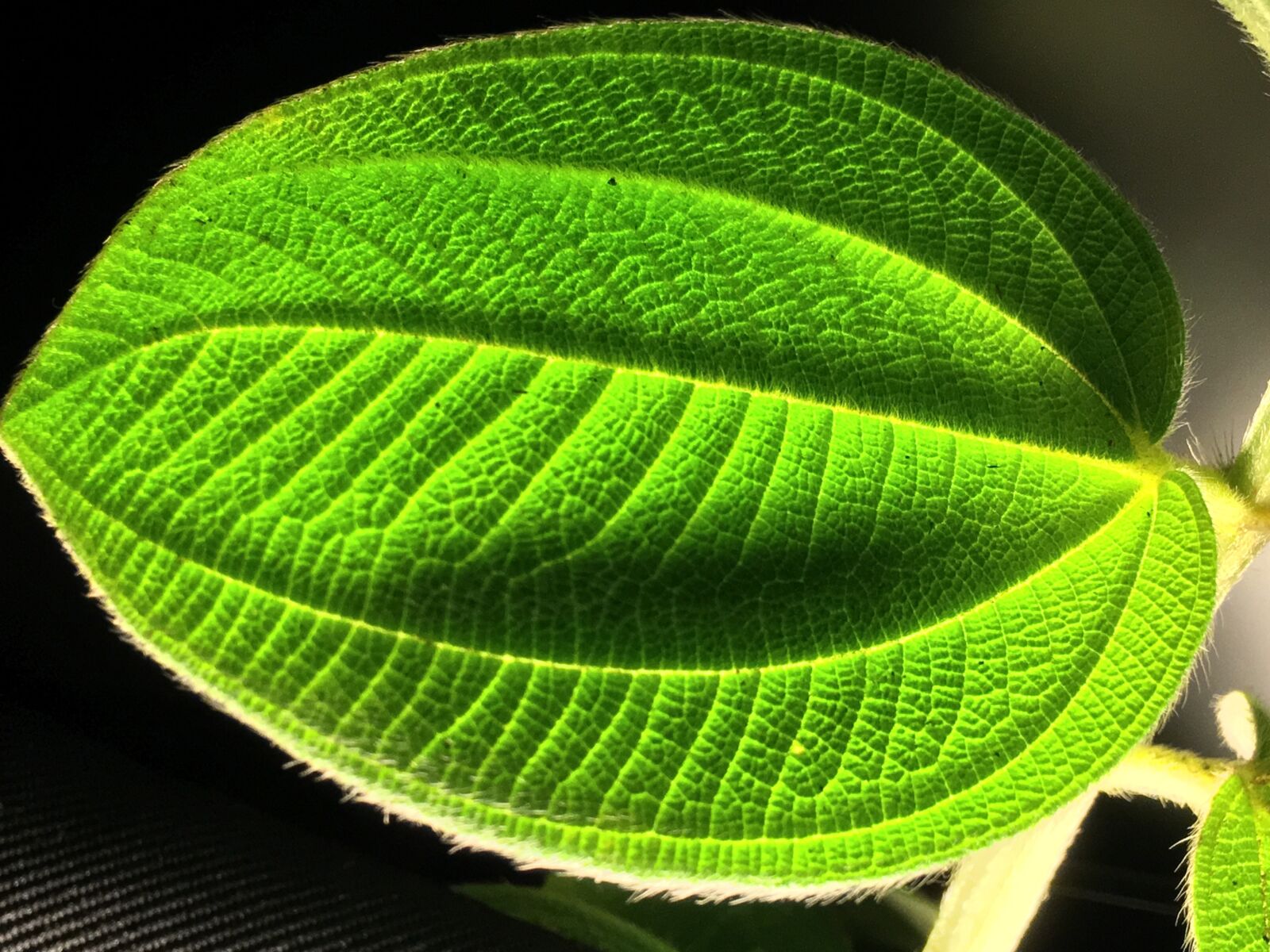 Apple iPhone 6s Plus sample photo. Trasluz, green leaf, leaf photography