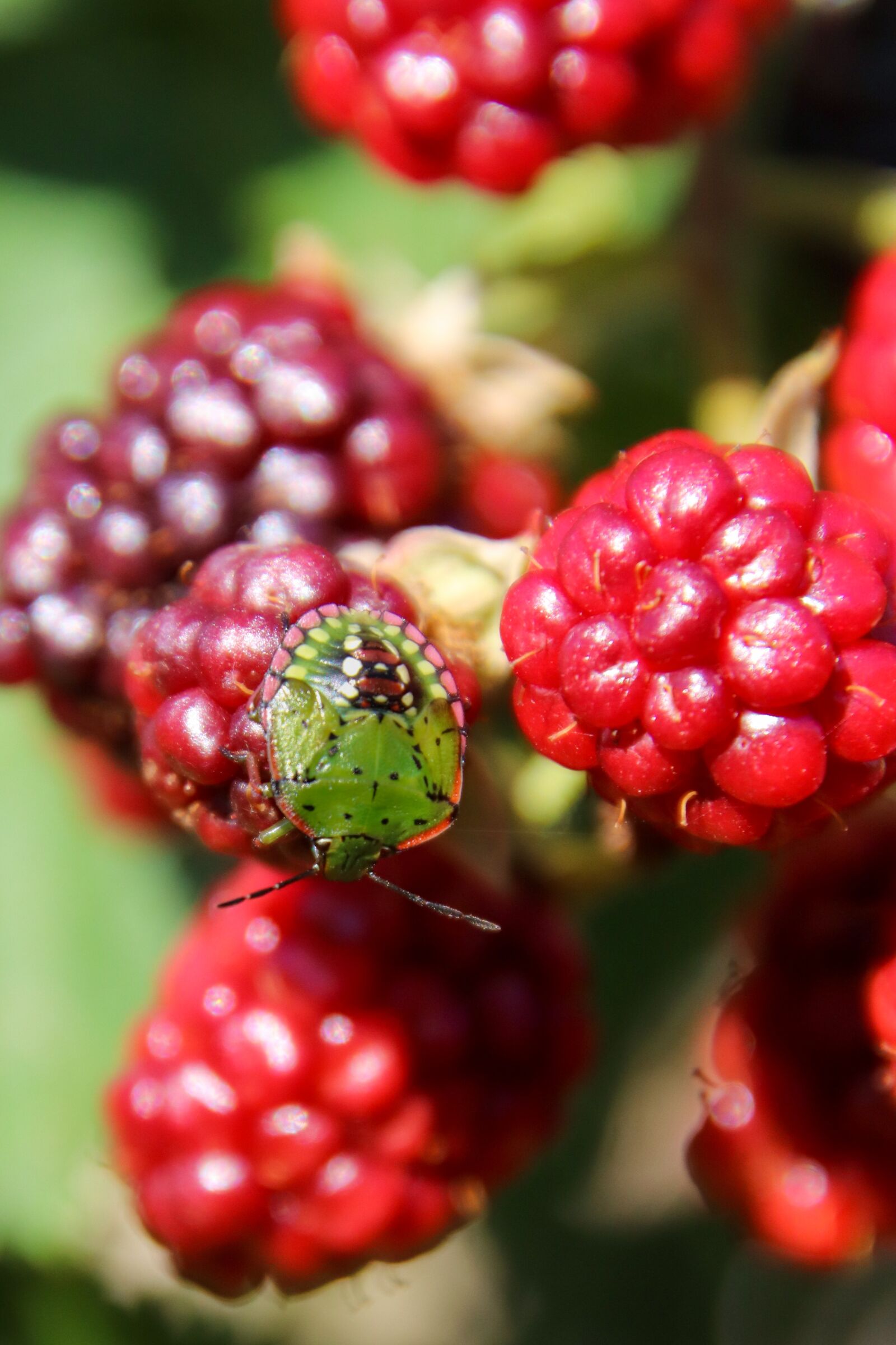 Canon EOS 800D (EOS Rebel T7i / EOS Kiss X9i) sample photo. Bug, nature, insect photography