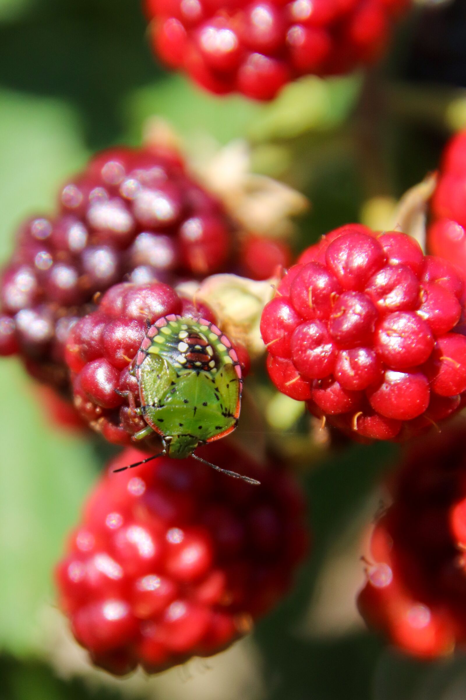 Canon EOS 800D (EOS Rebel T7i / EOS Kiss X9i) + Tamron 18-400mm F3.5-6.3 Di II VC HLD sample photo. Bug, nature, insect photography