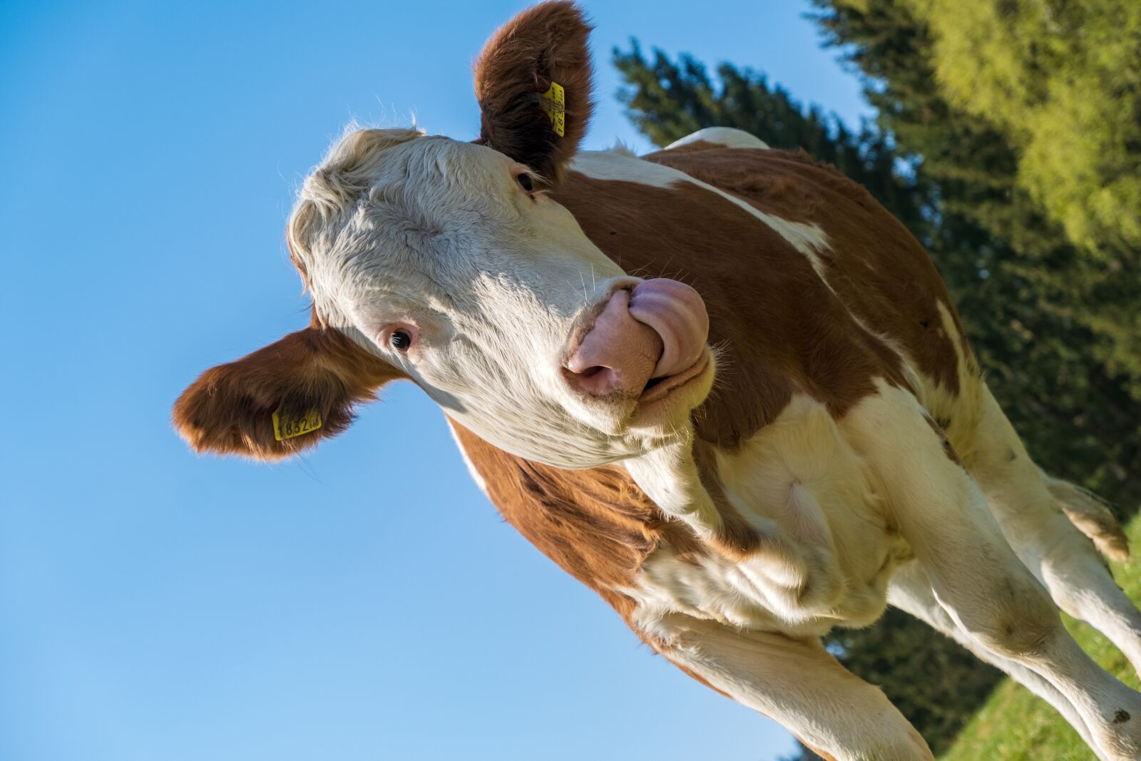 Fujifilm X-T3 sample photo. Cow, beef, agriculture photography