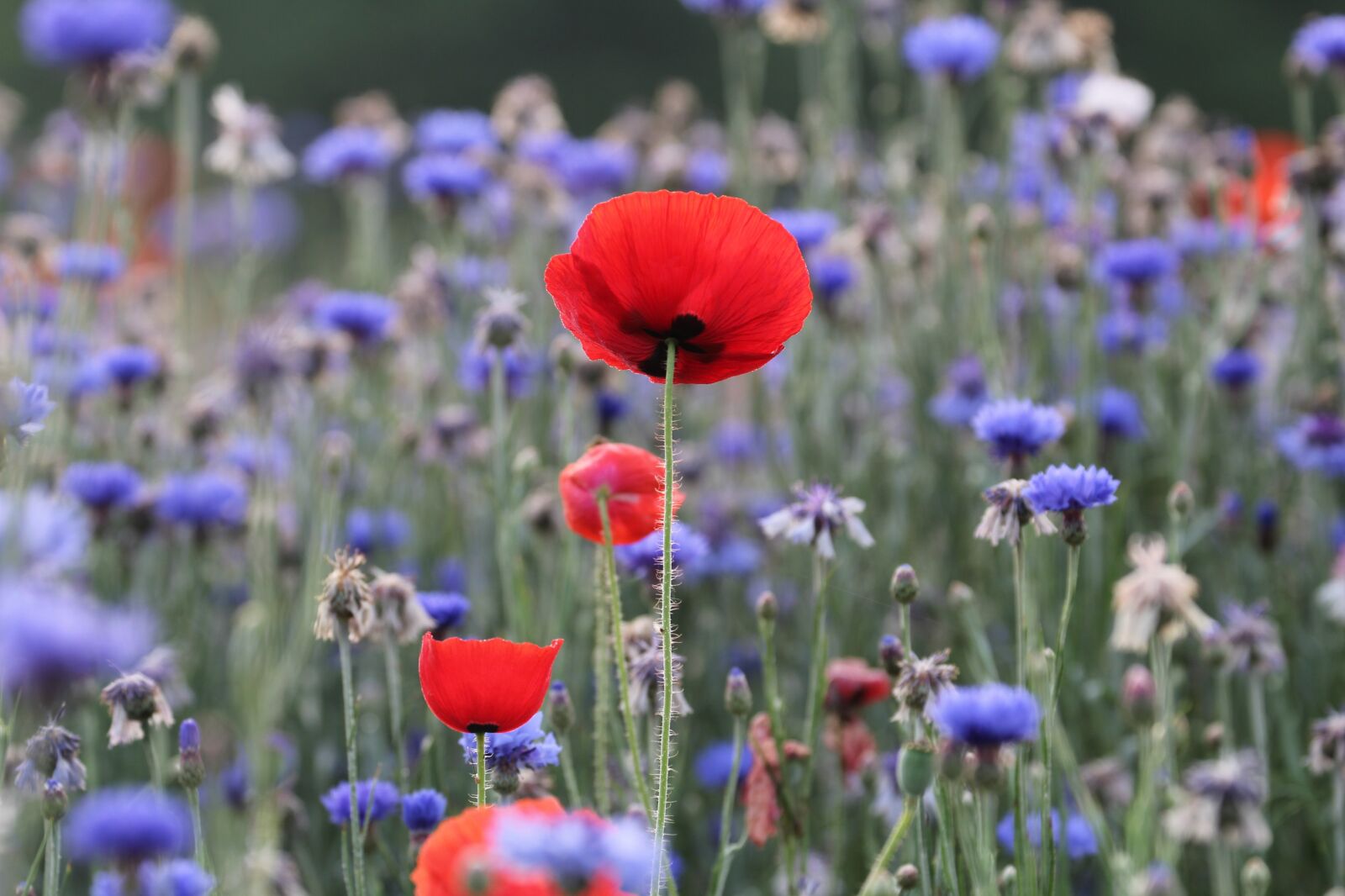 Canon EOS 60D sample photo. Poppy, flowers, red photography