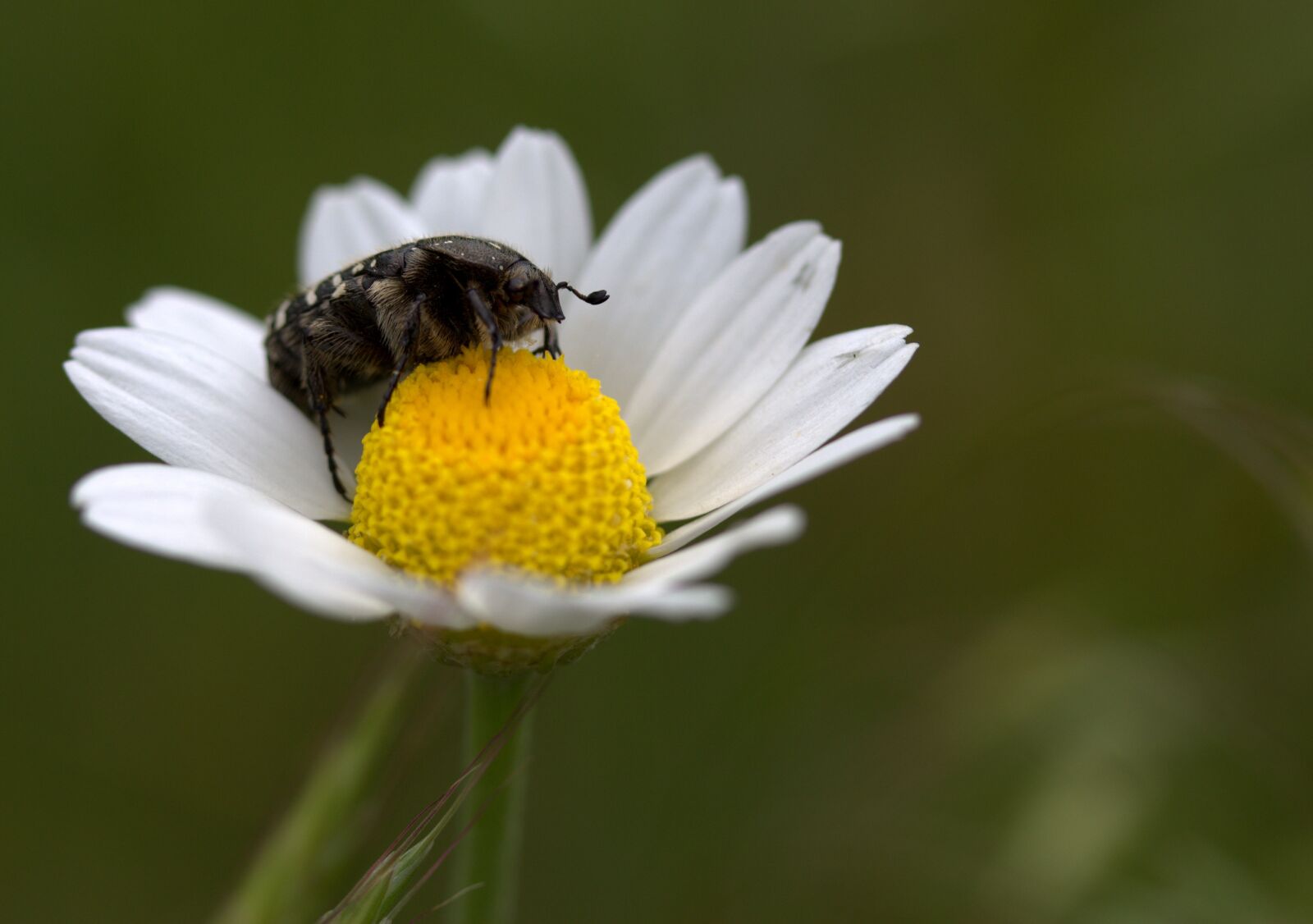 Canon EF-S 60mm F2.8 Macro USM sample photo. Insecta, flower, pollen photography
