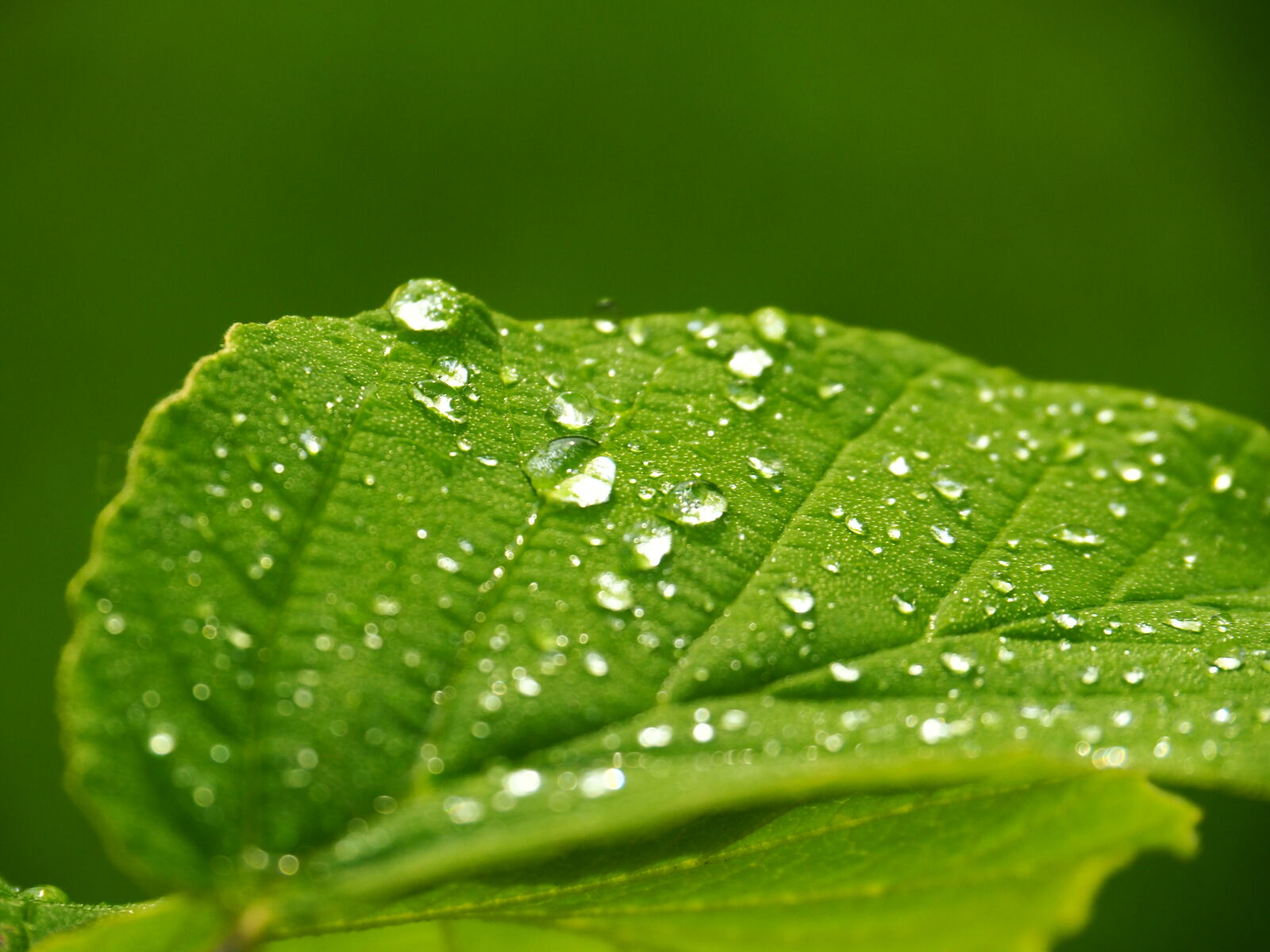 Olympus OM-D E-M10 II sample photo. Leaf, drop, of, water photography