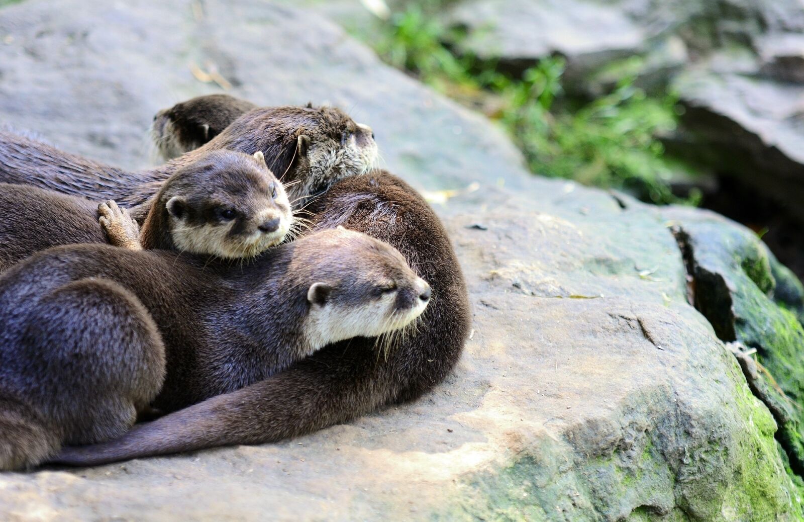 Nikon D7100 sample photo. Otter, small-clawed, oriental photography