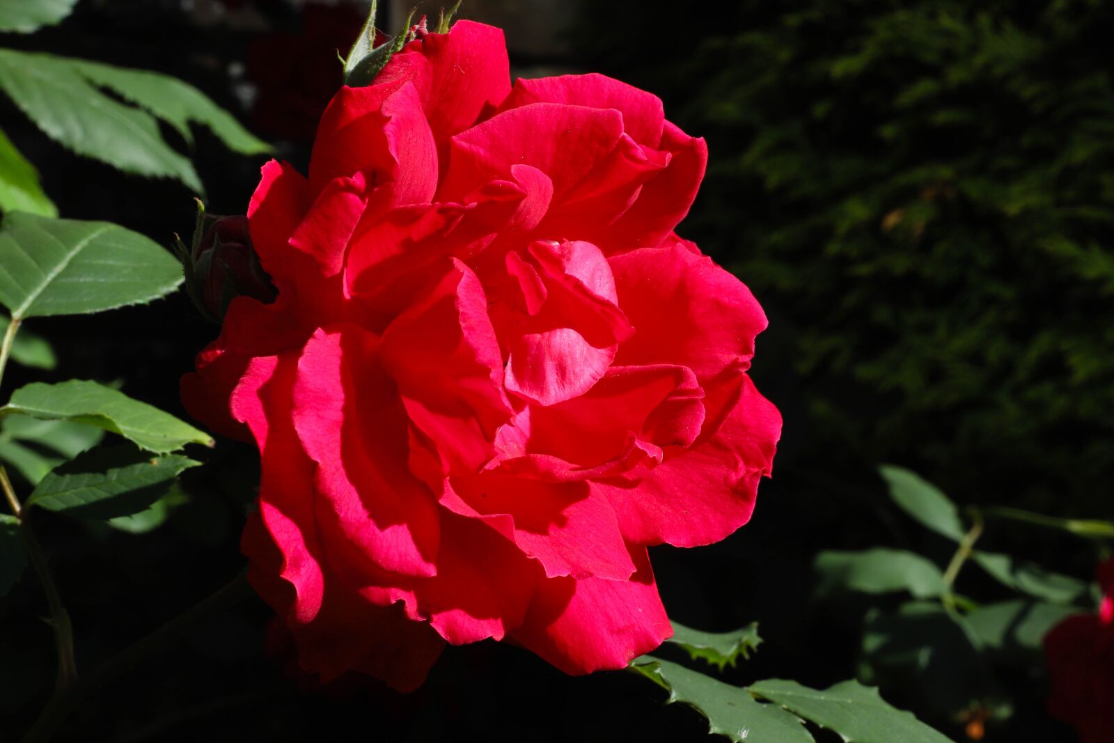Canon EOS 6D Mark II sample photo. Rose, red rose, flowers photography