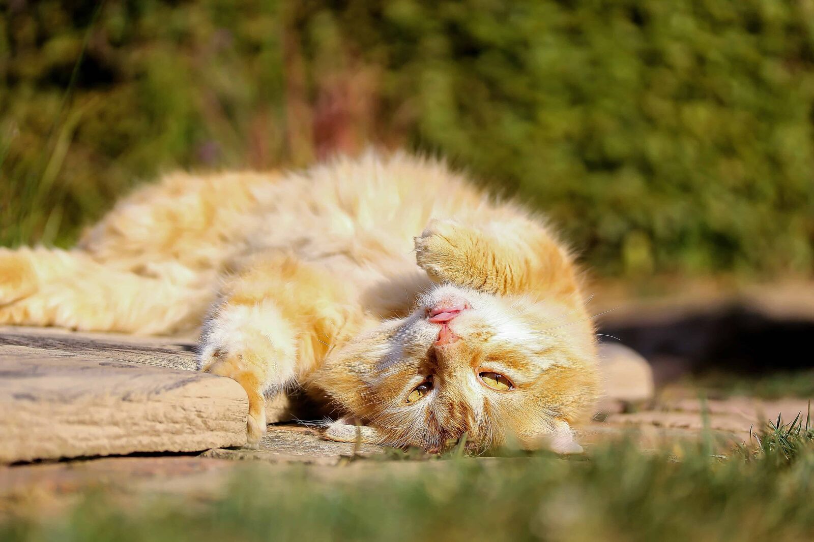 Canon EOS 1100D (EOS Rebel T3 / EOS Kiss X50) sample photo. Domestic cat, grass, animal photography