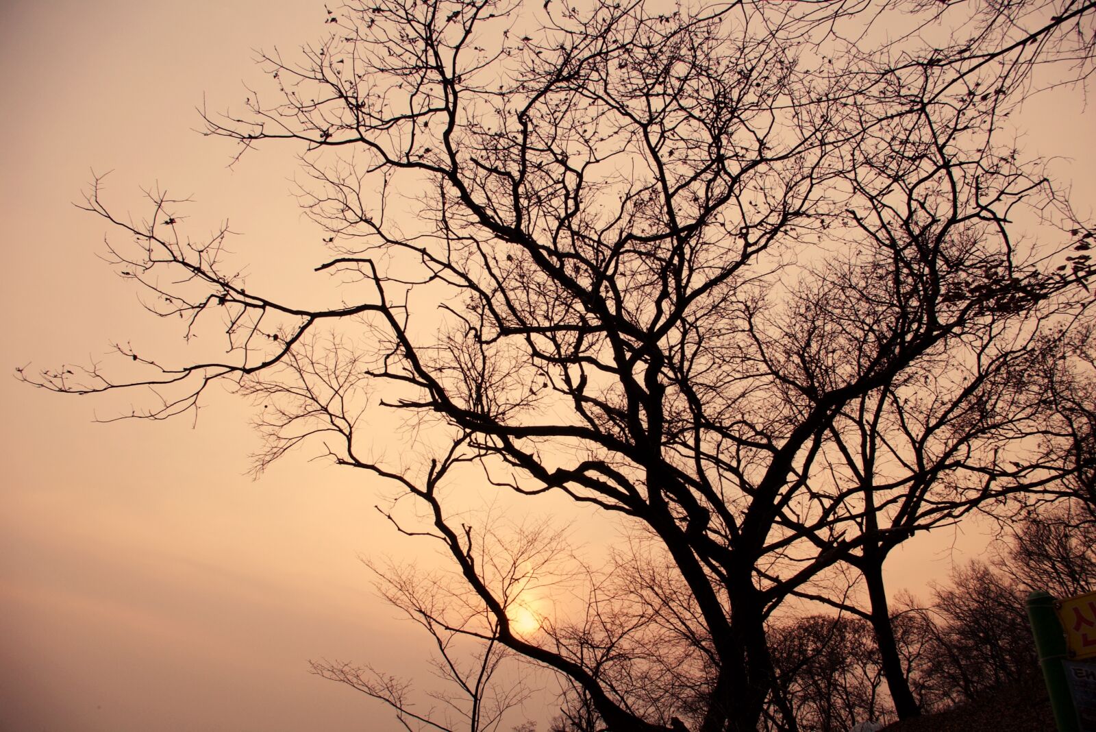 Pentax *ist DS sample photo. Tree, wood, sunset photography