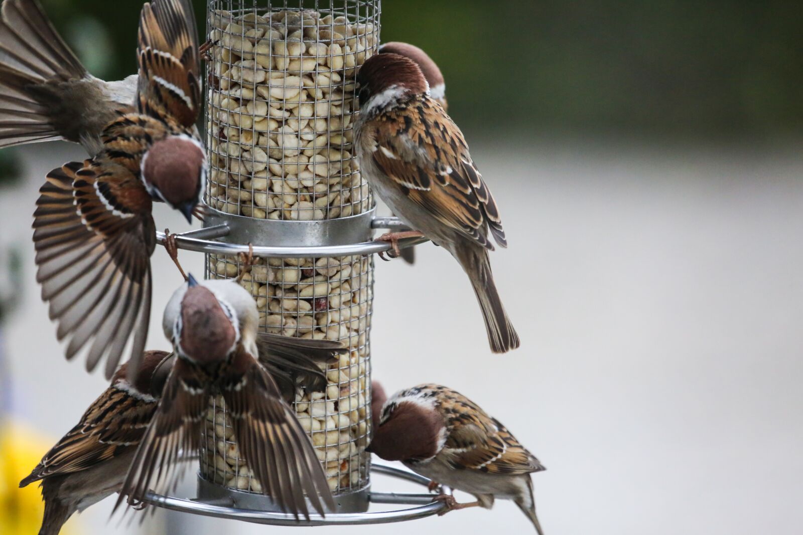 Canon EF 100-400mm F4.5-5.6L IS USM sample photo. Woodpecker, sperling, birds photography