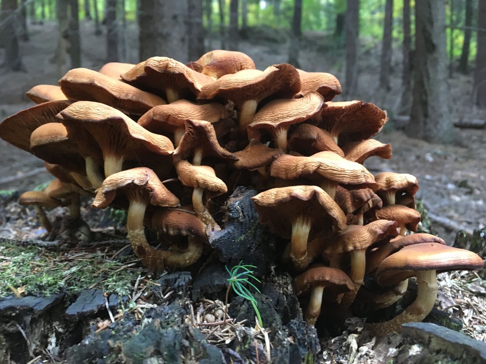 iPhone SE back camera 4.15mm f/2.2 sample photo. Mushrooms, forest, nature photography