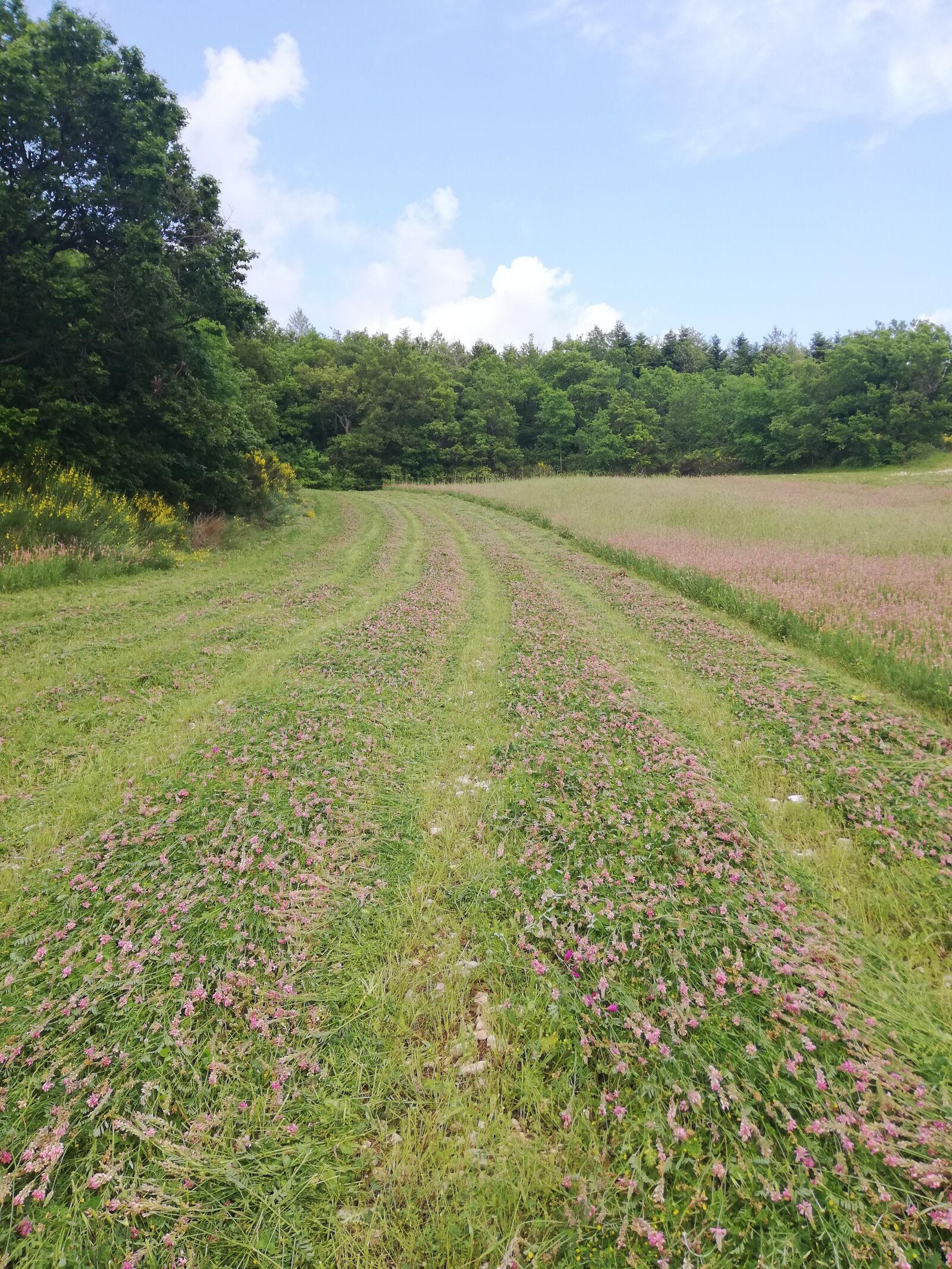 HUAWEI P20 lite sample photo. Spring, field full of photography