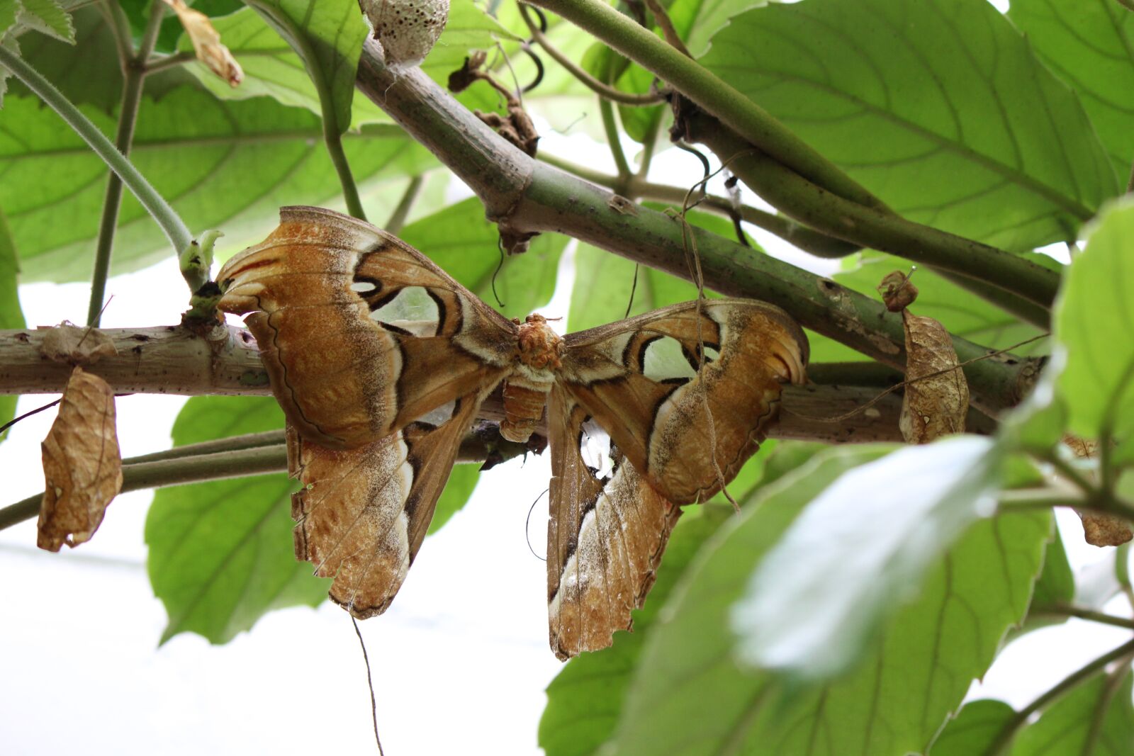 Canon EF-S 55-250mm F4-5.6 IS II sample photo. Atlas silkworm, attacus atlas photography