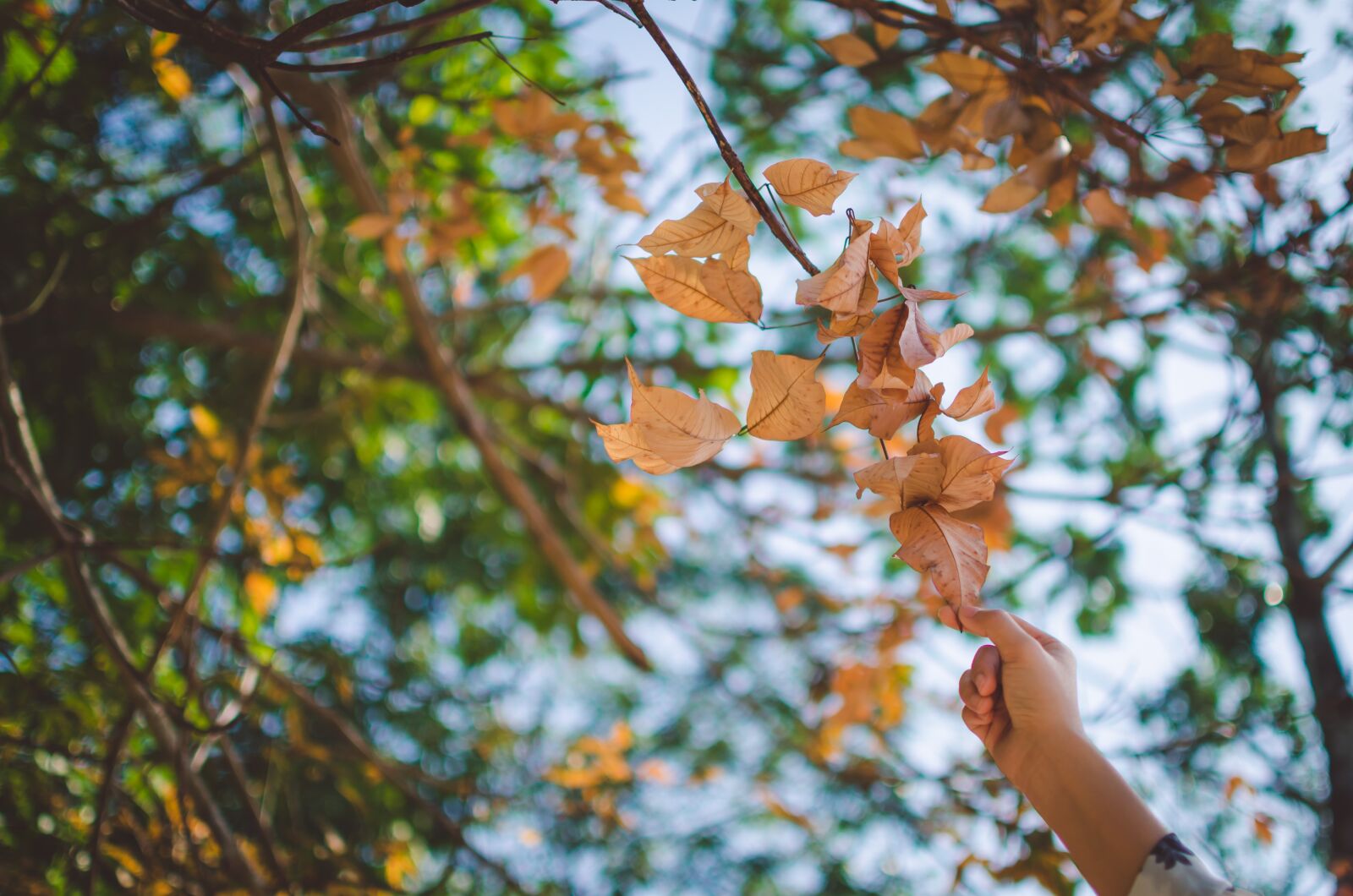 Nikon D5100 sample photo. Leaf, autumn, winter photography