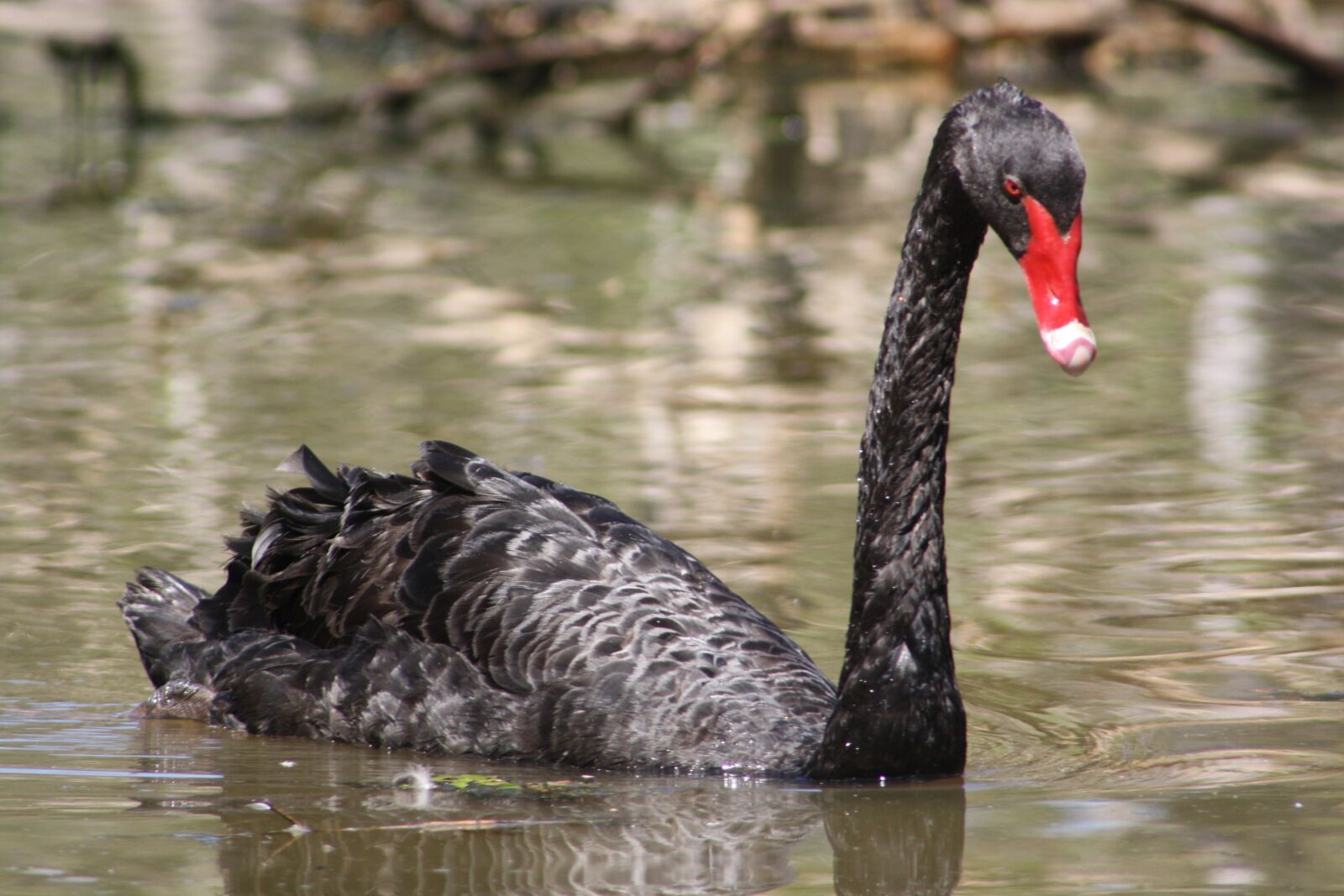 Canon EOS 1000D (EOS Digital Rebel XS / EOS Kiss F) sample photo. Black swan, red beak photography