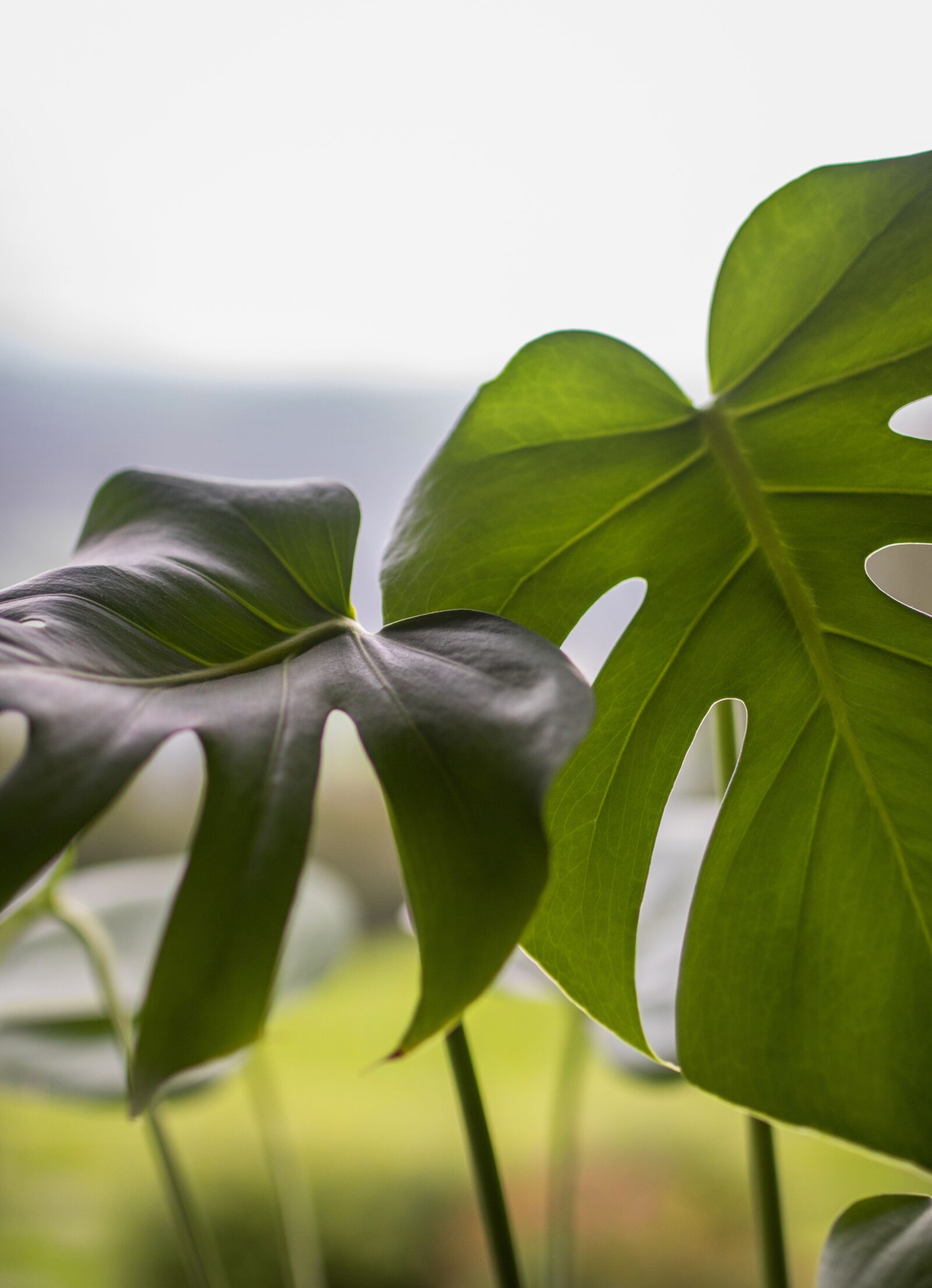 Canon EOS 7D Mark II sample photo. Plant, light, plants photography