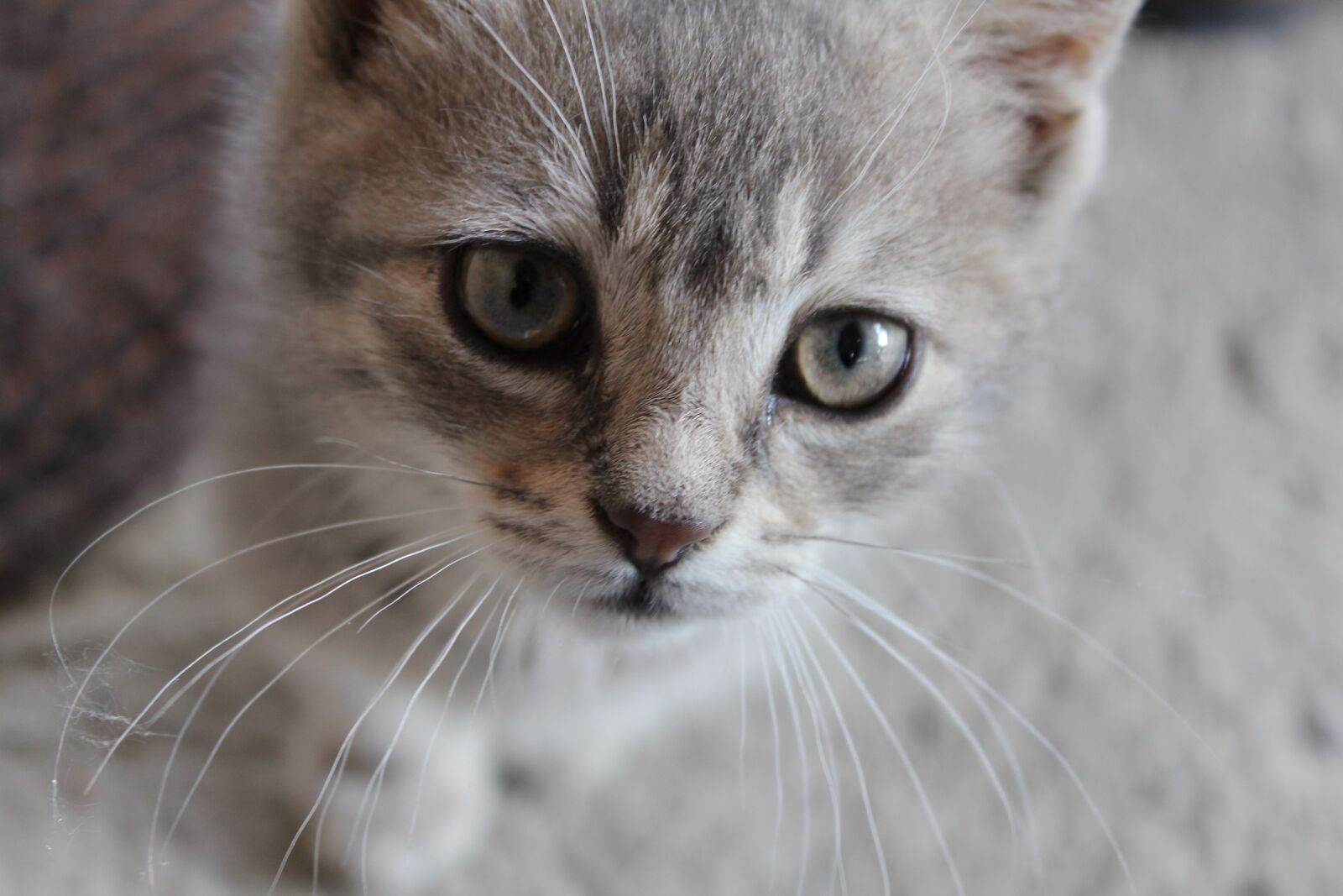 Canon EF-S 18-55mm F3.5-5.6 IS sample photo. Domestic cat, grey, whiskers photography