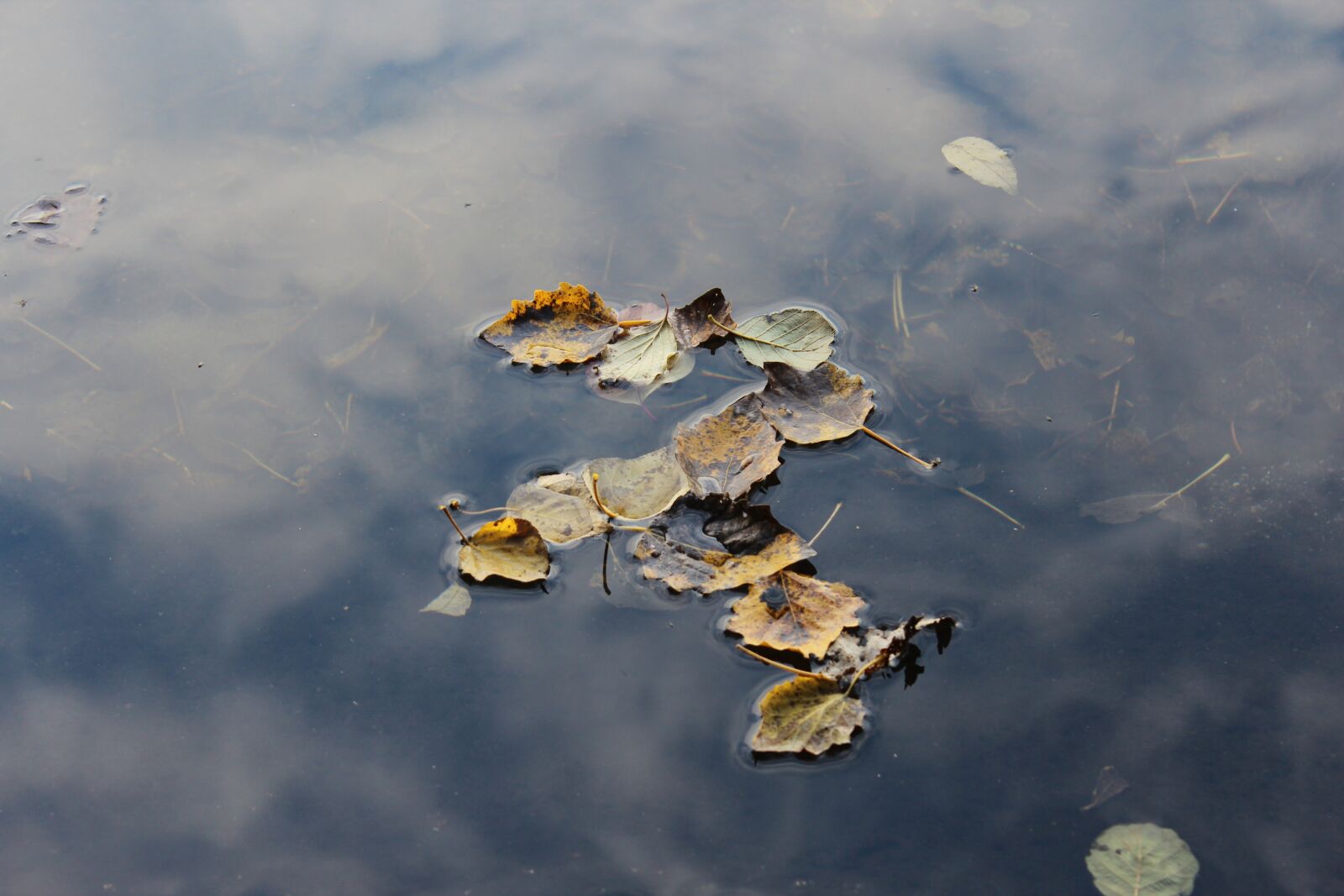 Canon EOS 600D (Rebel EOS T3i / EOS Kiss X5) sample photo. Water, leaves, autumn photography