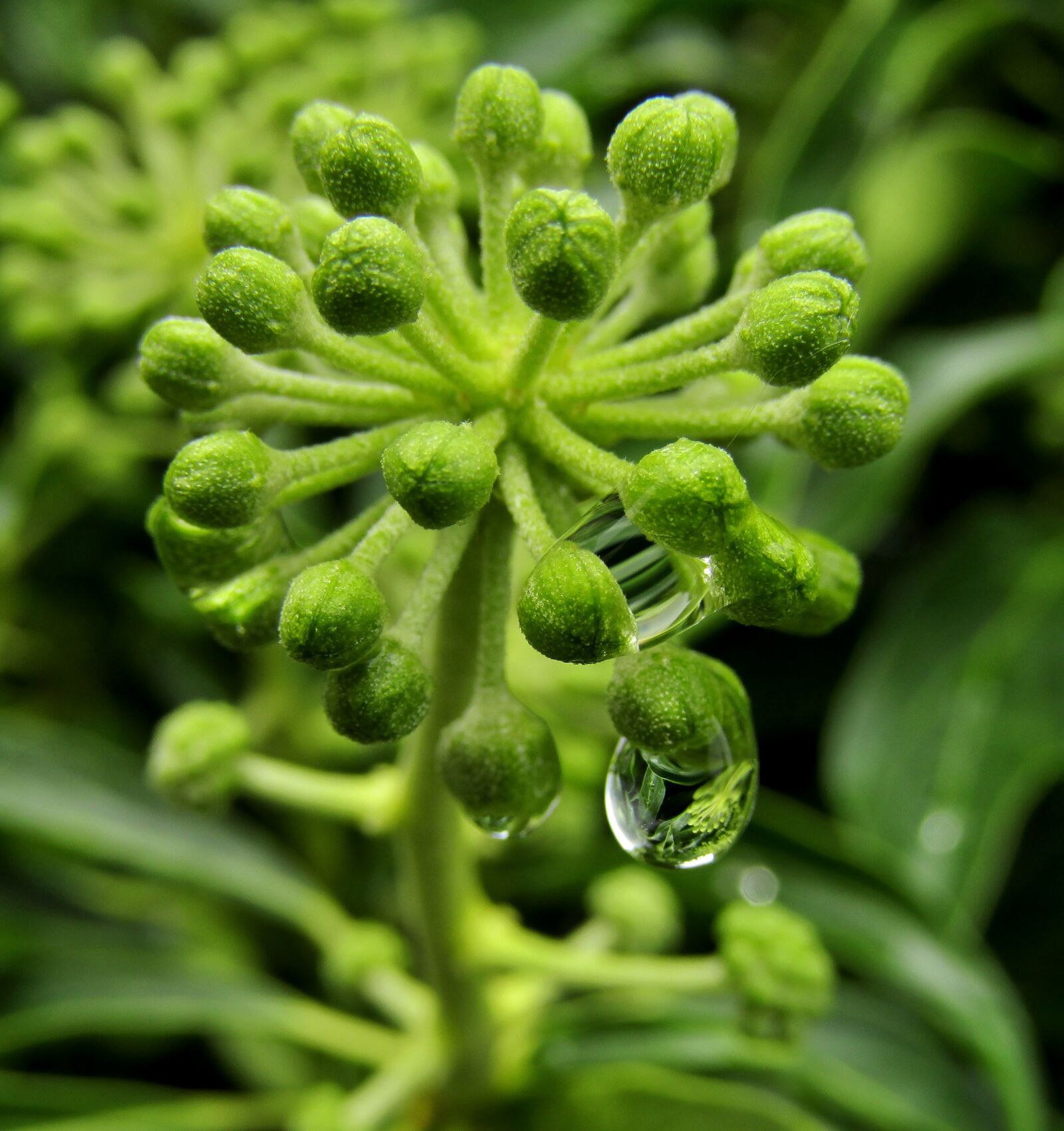 Canon POWERSHOT SX432 IS sample photo. Plant, green, ovary photography