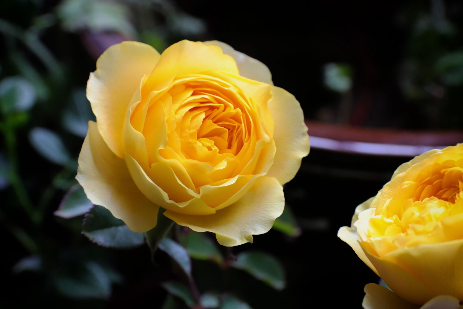 Canon EOS 200D (EOS Rebel SL2 / EOS Kiss X9) sample photo. Chinese rose, roses, rose photography
