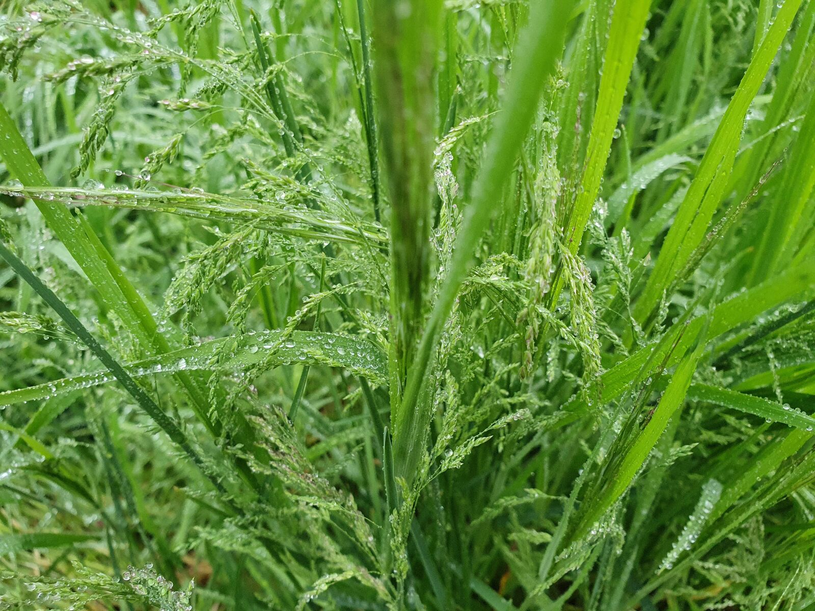 Samsung Galaxy S10 sample photo. Grass, dew, nature photography