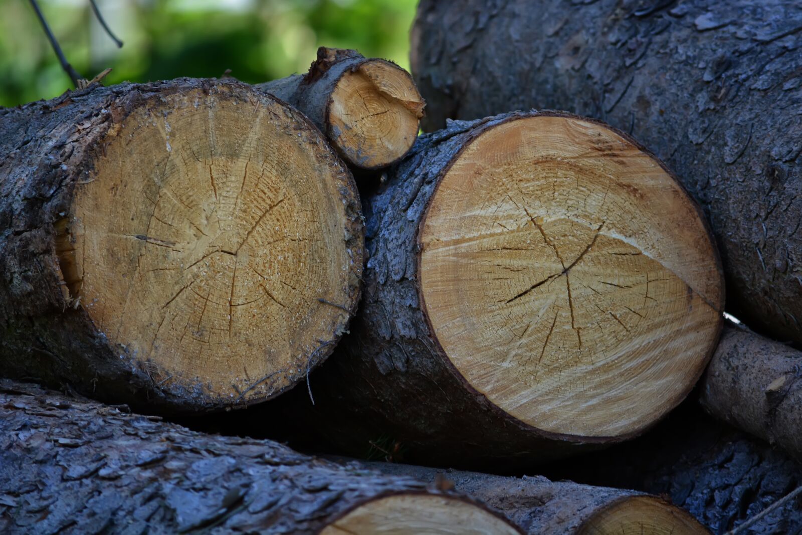 Nikon D5200 sample photo. Firewood, trees, lumber photography