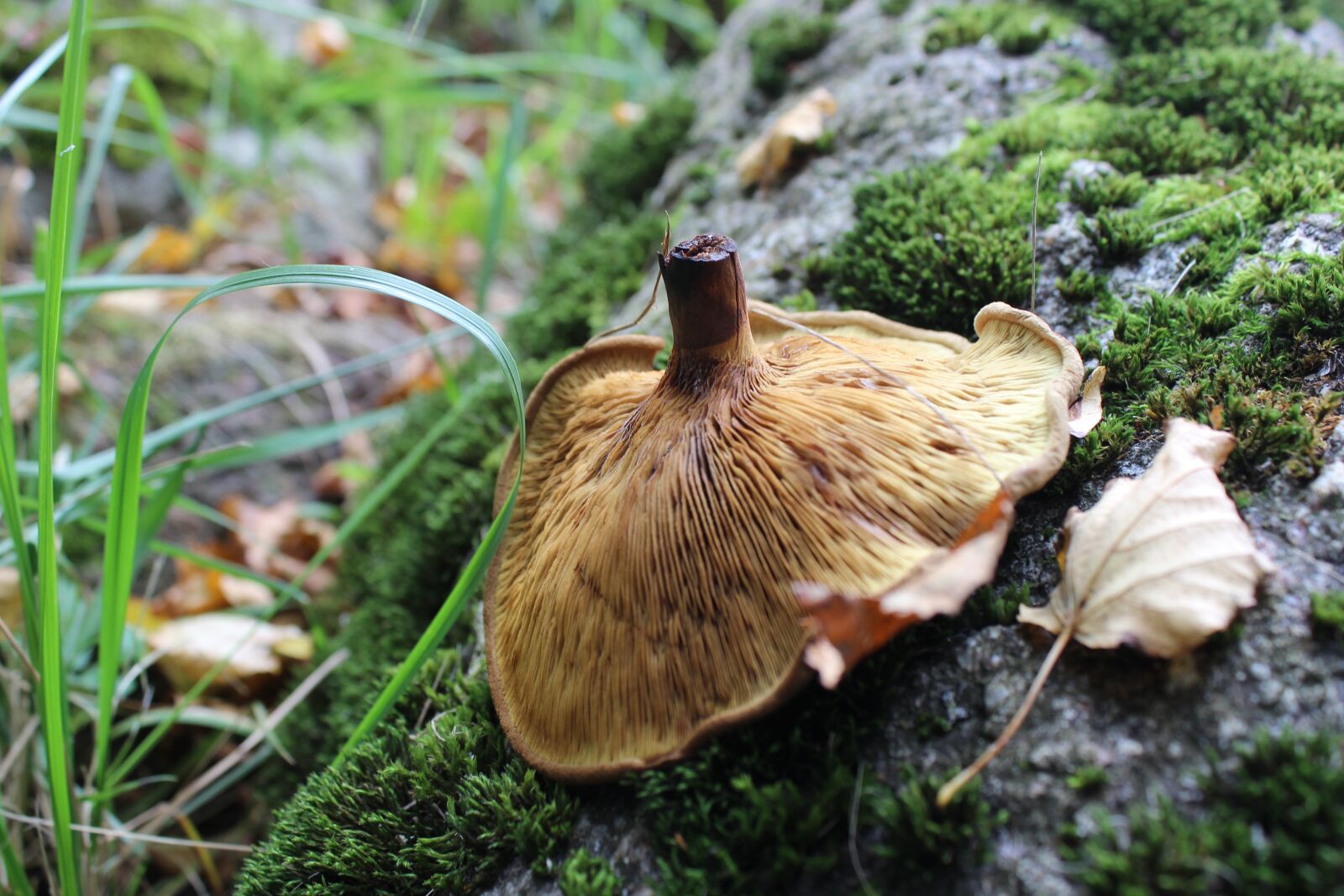 Canon EOS 600D (Rebel EOS T3i / EOS Kiss X5) sample photo. Rock, mushroom, nature photography