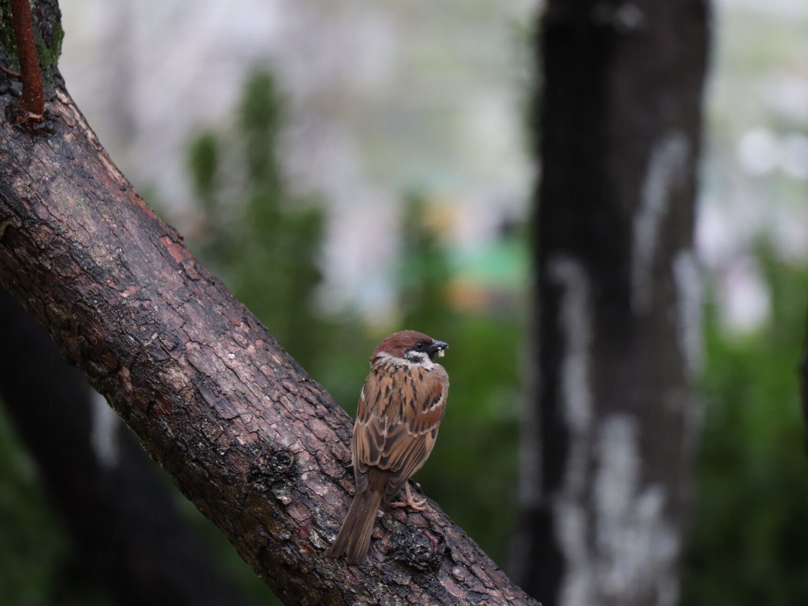Canon EOS 77D (EOS 9000D / EOS 770D) sample photo. New, wildlife, nature photography