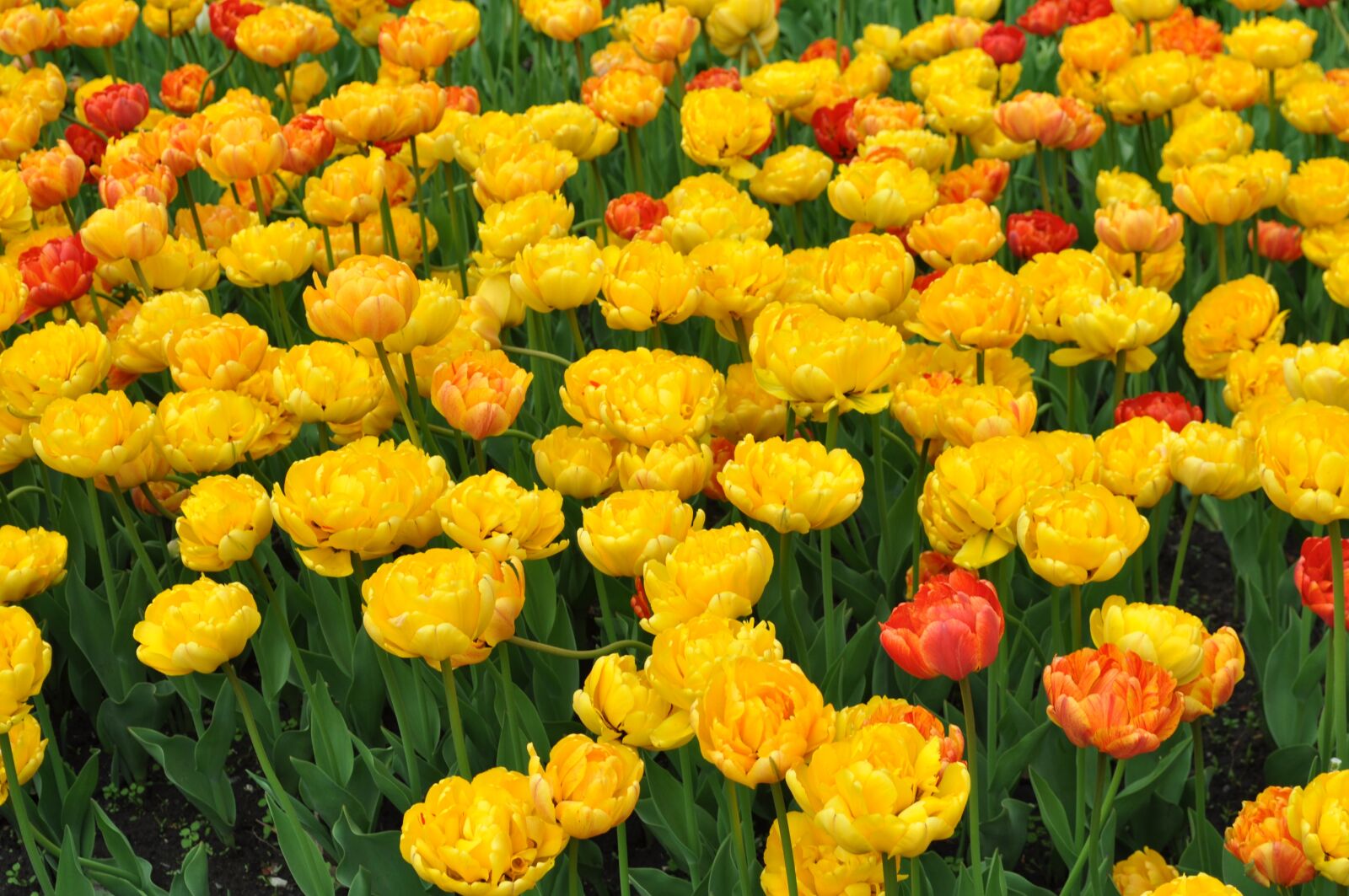 Nikon D5000 sample photo. Tulip, flowers, tulips photography