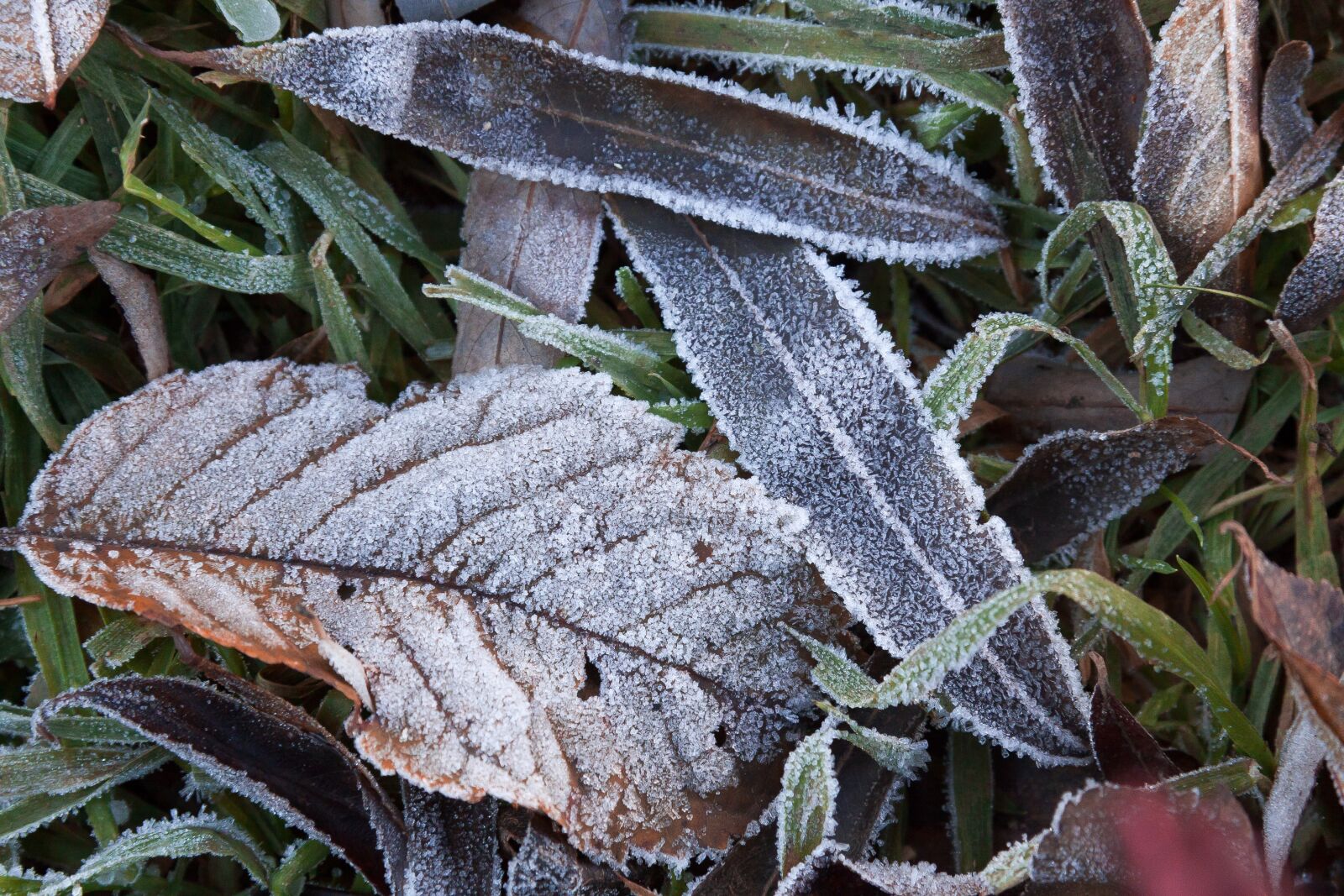Canon EF-S 17-85mm F4-5.6 IS USM sample photo. Hoarfrost, leaves, autumn photography
