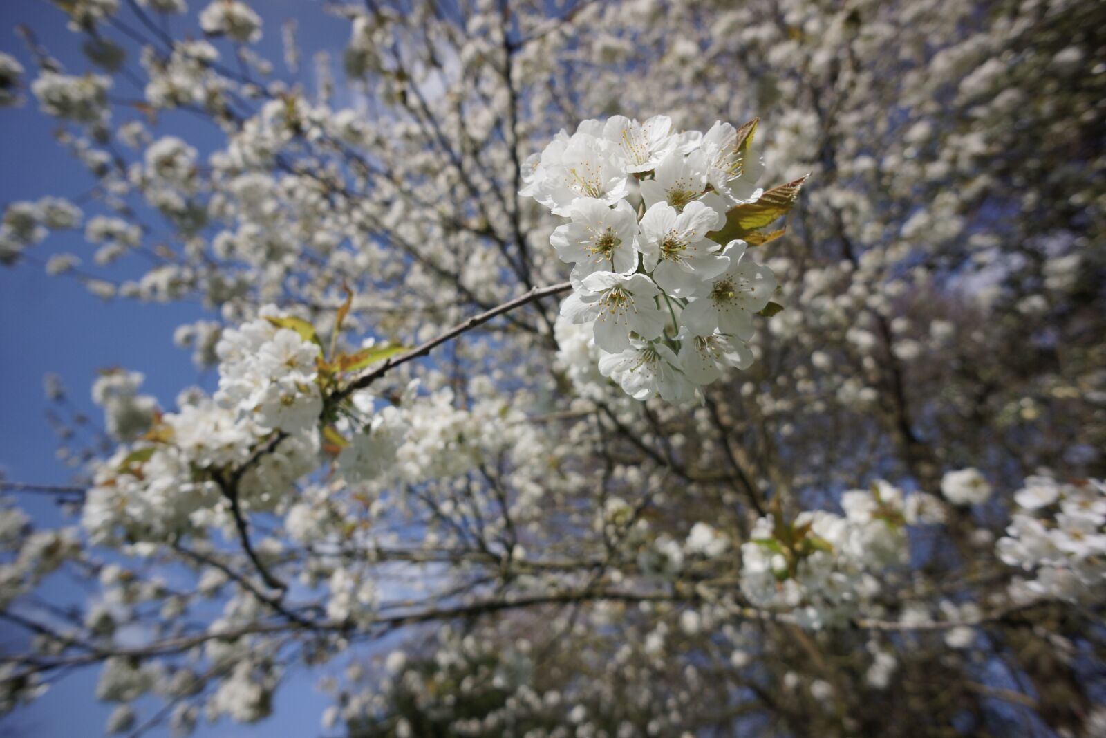 Sony Alpha NEX-7 + Sony E 16mm F2.8 sample photo. Cherry, blossom, white photography