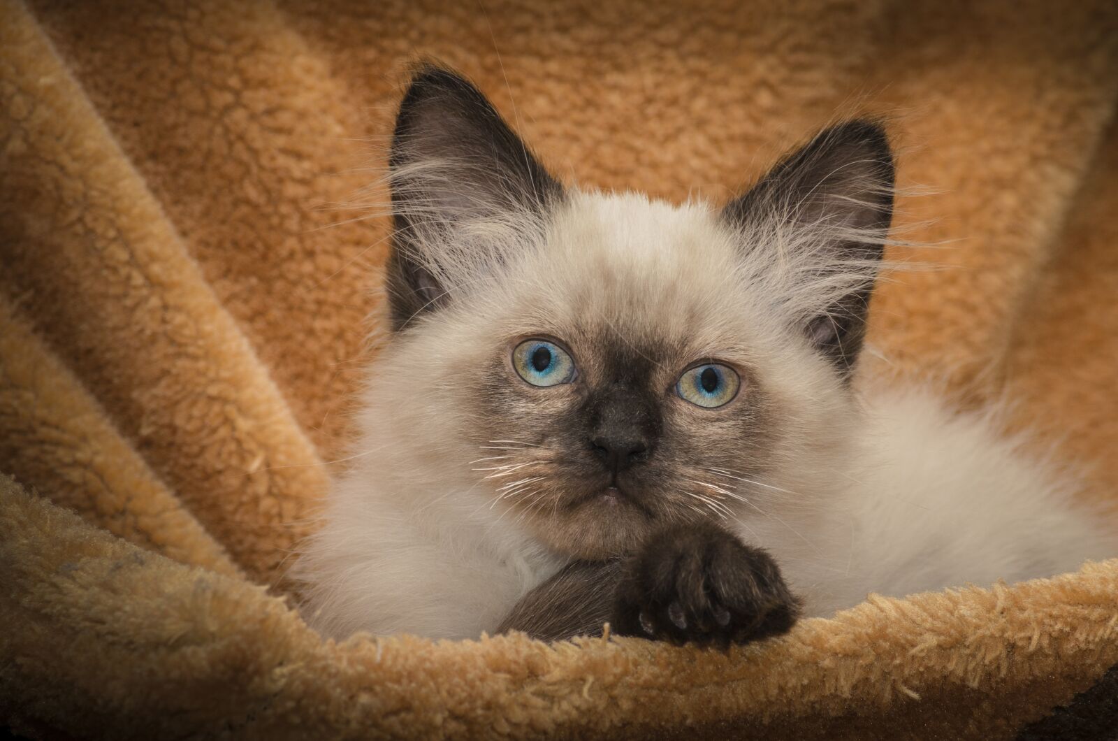 Nikon D5100 sample photo. Kitten, cat, animal photography