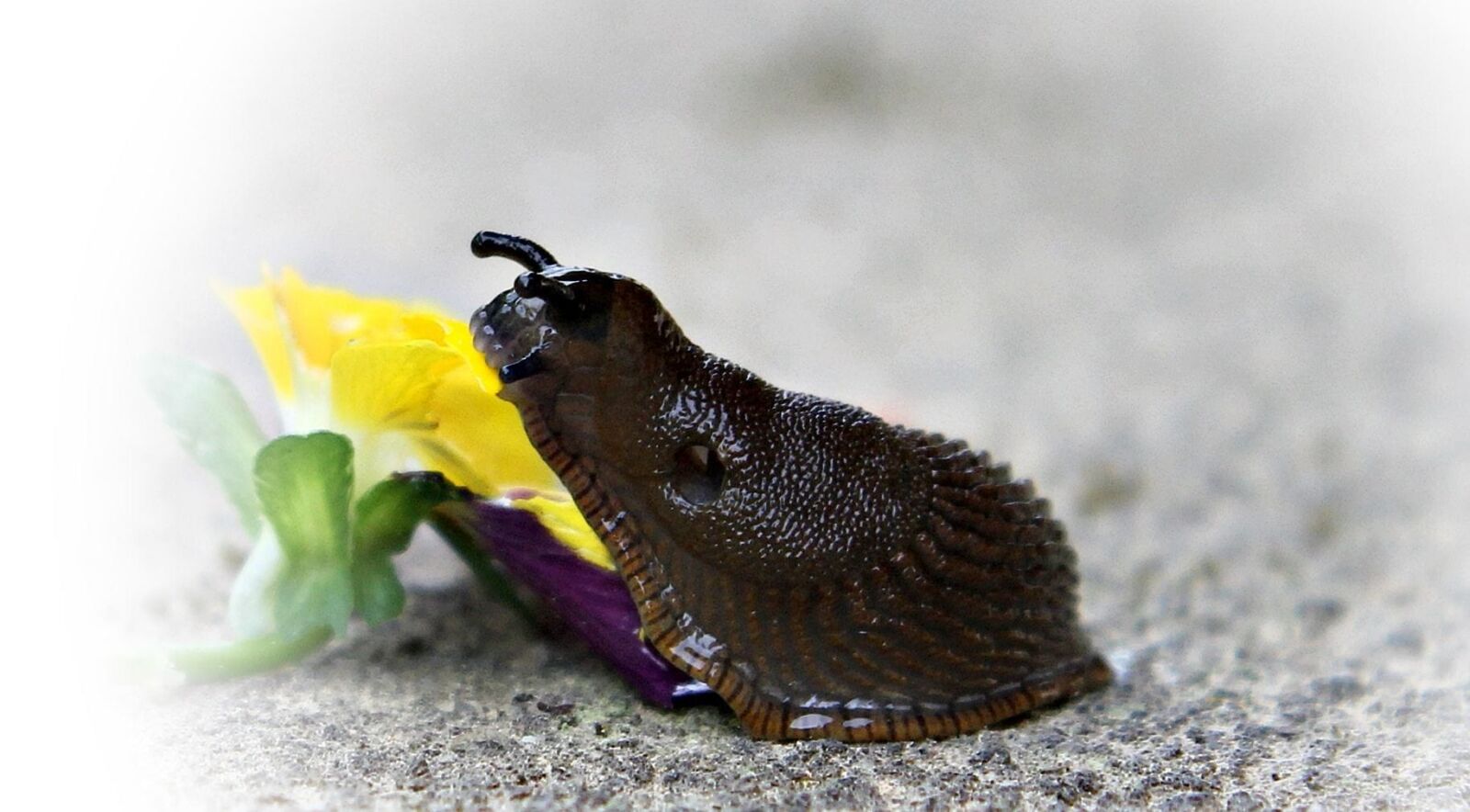 Canon EOS 550D (EOS Rebel T2i / EOS Kiss X4) sample photo. Invertebrate, nature, snail, animal photography