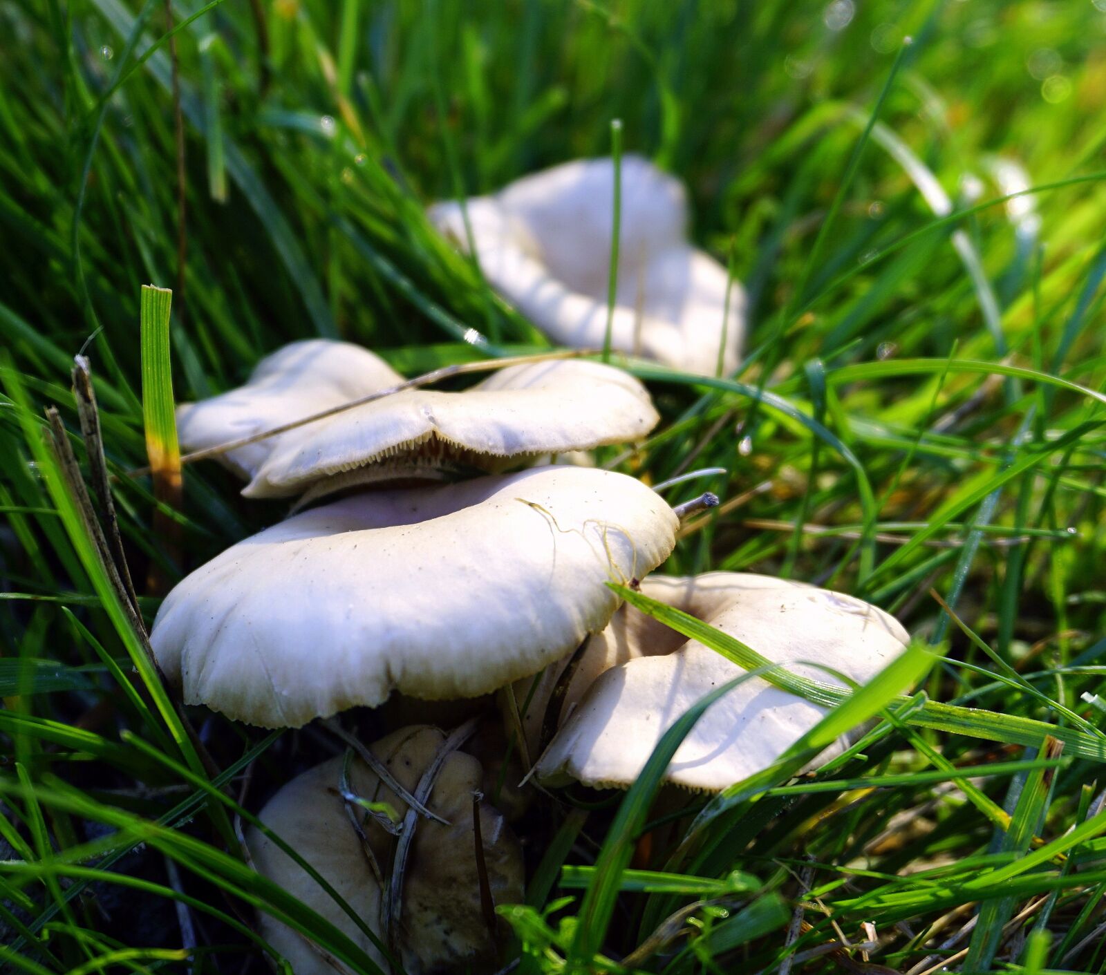 Sony E 16-50mm F3.5-5.6 PZ OSS sample photo. Fungi, mushroom, boletus photography