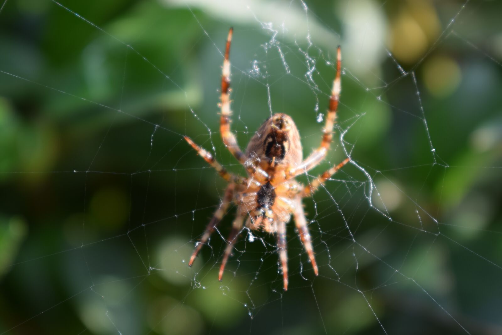 Nikon D3300 sample photo. Garden spider, web, garden photography