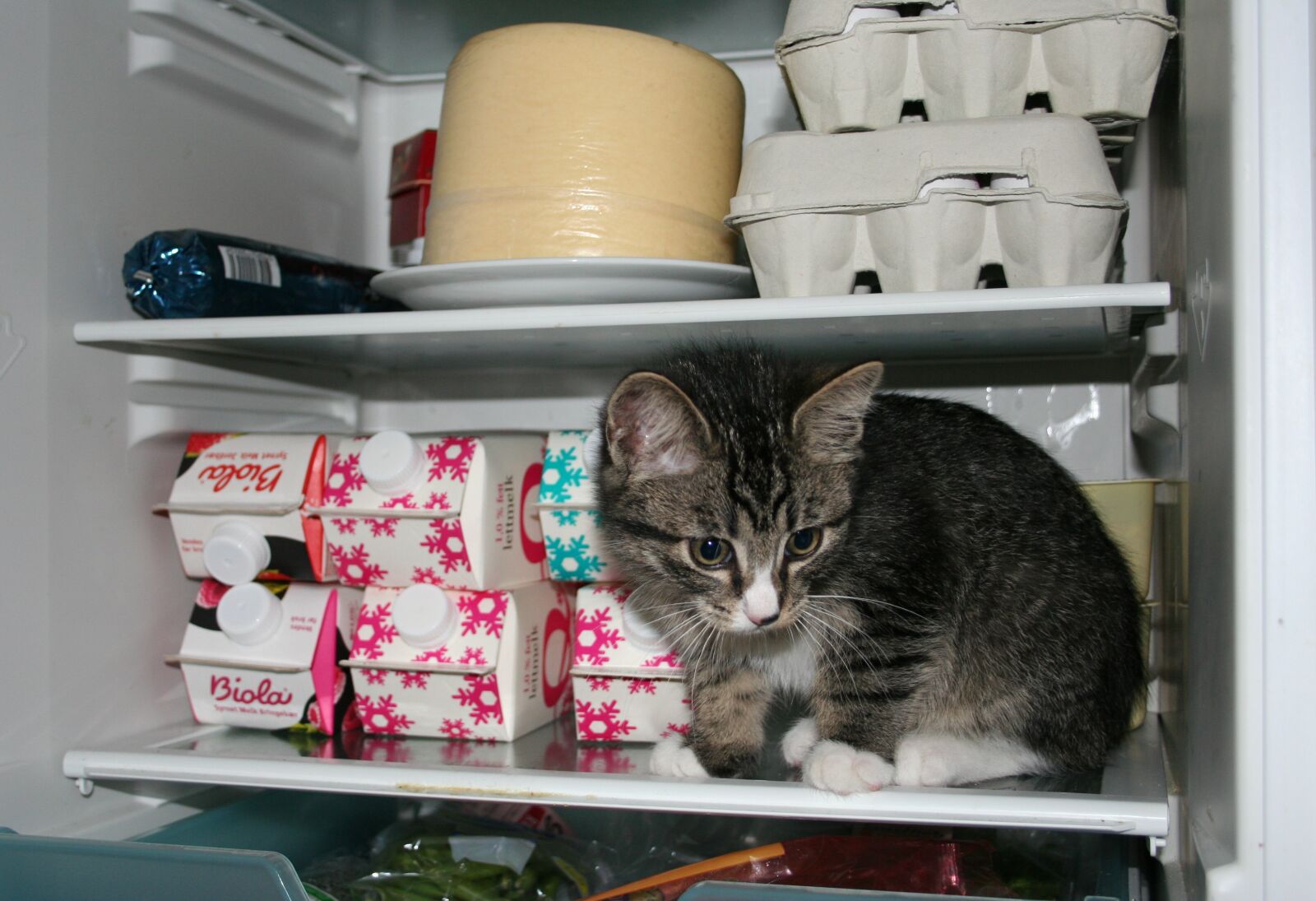 Canon EOS 350D (EOS Digital Rebel XT / EOS Kiss Digital N) sample photo. Cat, kitten, refrigerator photography