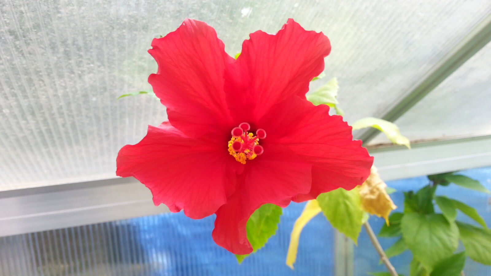 Samsung Galaxy S3 sample photo. Hibiscus, flower photography