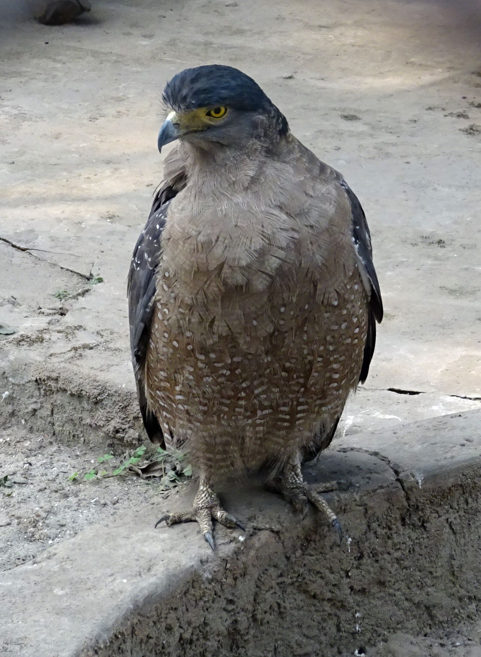 Sony DSC-HX60V sample photo. Eagle, crested serpent, bird photography
