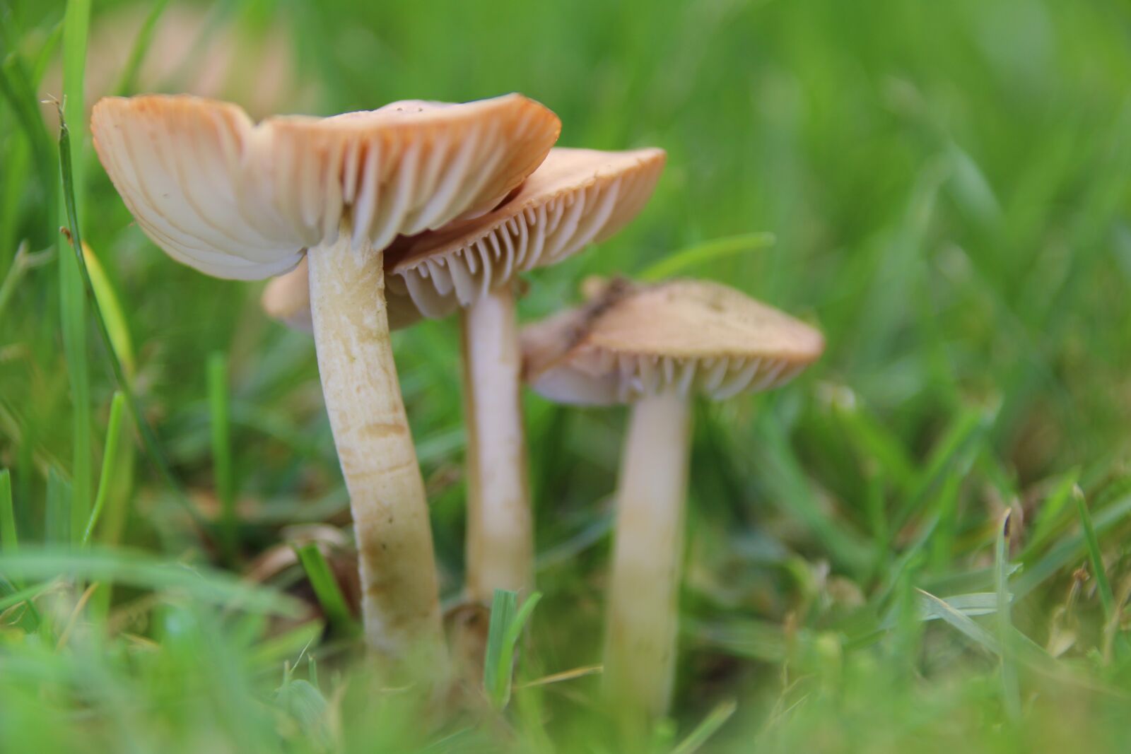 Canon EOS 1200D (EOS Rebel T5 / EOS Kiss X70 / EOS Hi) sample photo. Mushrooms, rush, lamellar photography