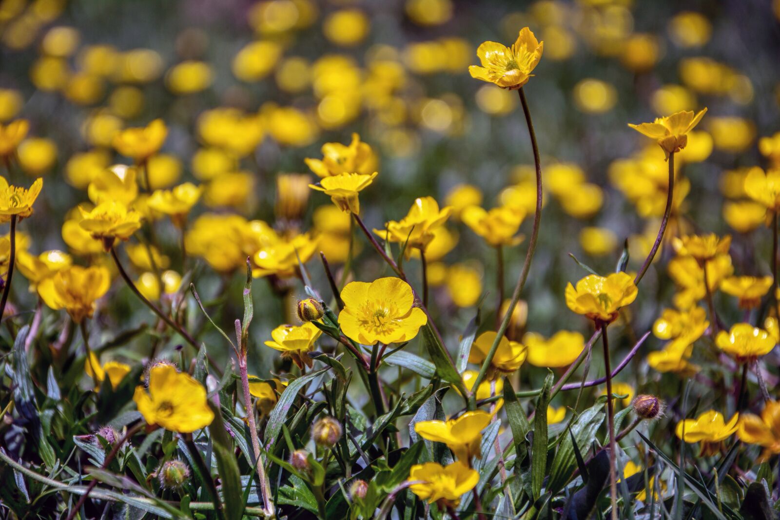 Nikon D7100 sample photo. Flower, plant, nature photography