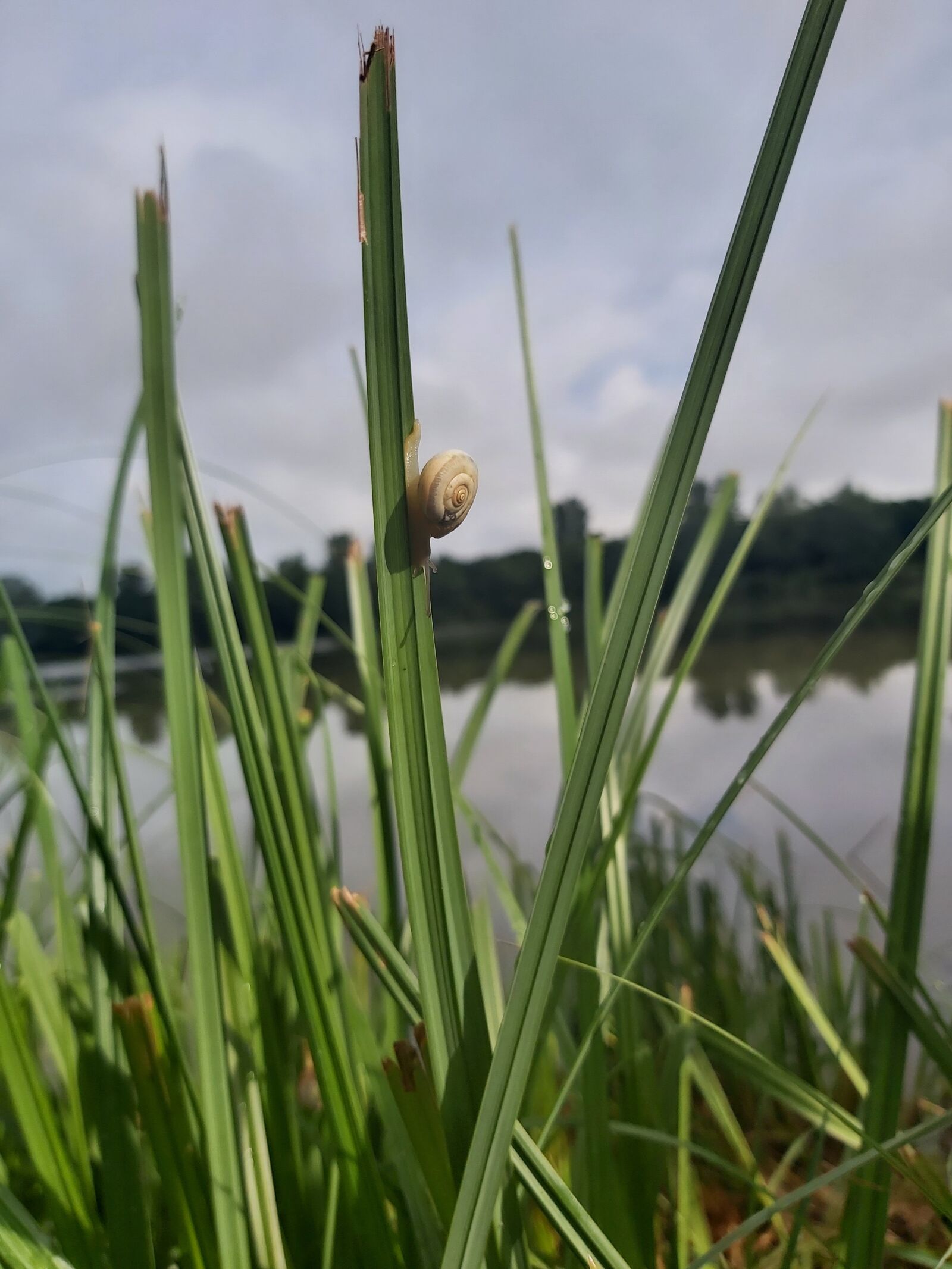 Samsung Galaxy A70 sample photo. Victoria lakes, snail, fishing photography