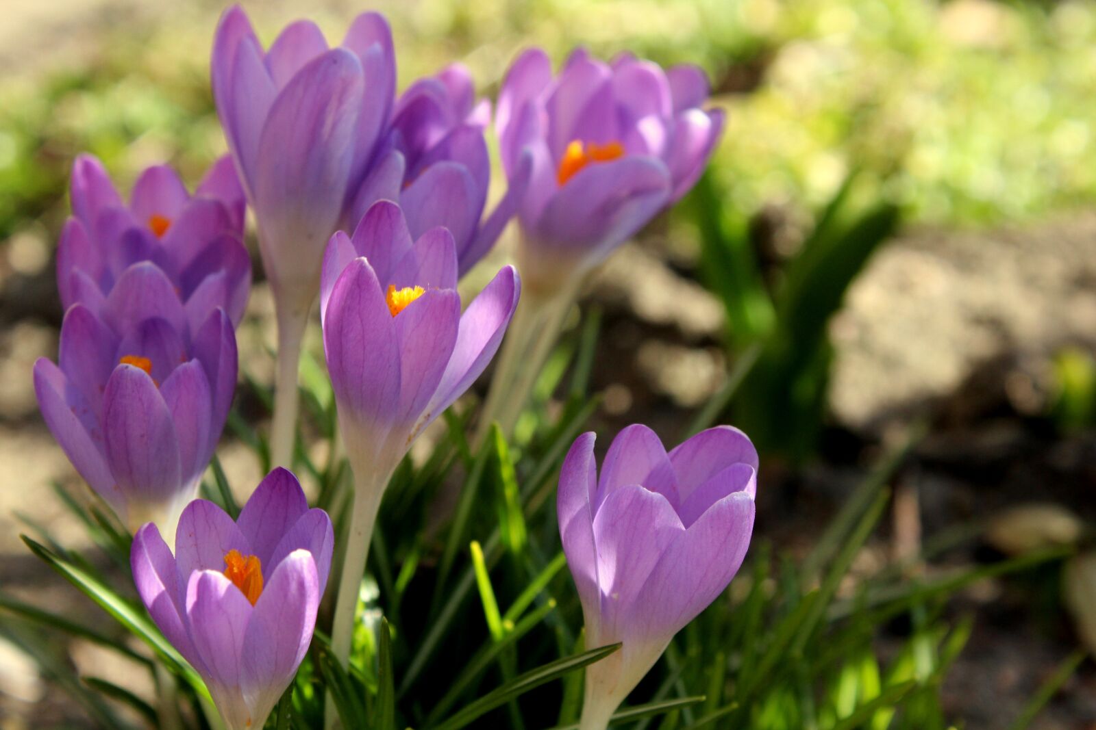 Canon EOS 1200D (EOS Rebel T5 / EOS Kiss X70 / EOS Hi) sample photo. Crocus, spring flowers, violet photography