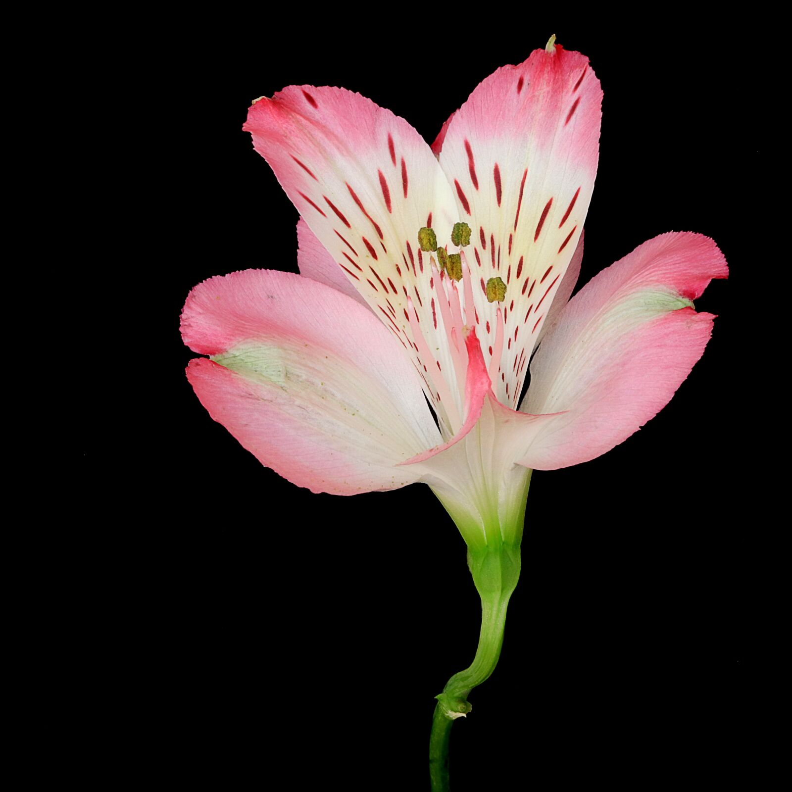 Canon EOS 77D (EOS 9000D / EOS 770D) sample photo. Flower, macro, lily photography