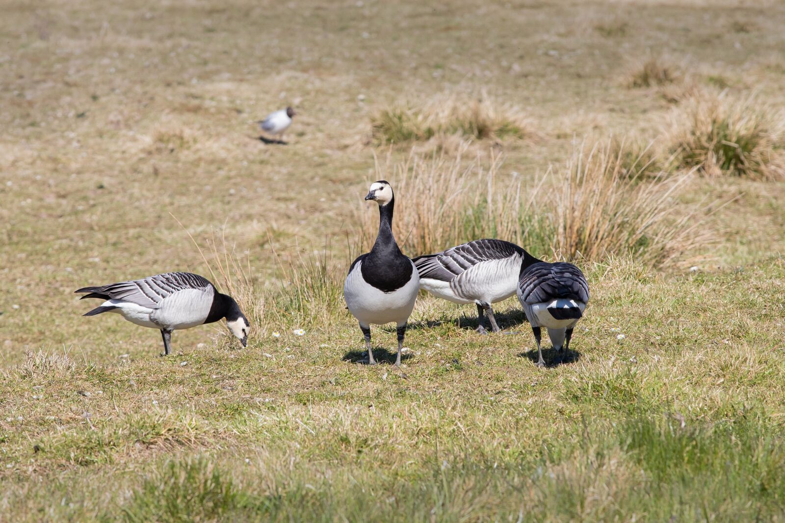 Canon EF 70-200mm F4L IS II USM sample photo. Goose, barnacle geese, eng photography