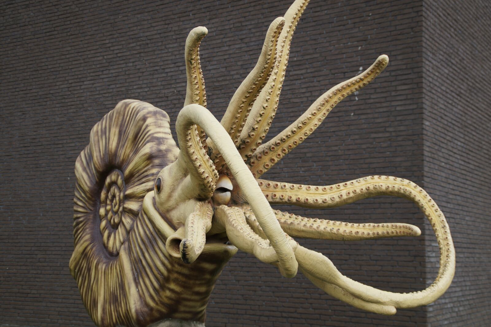 Sony SLT-A58 sample photo. Fossil, nautilus, ammonit photography