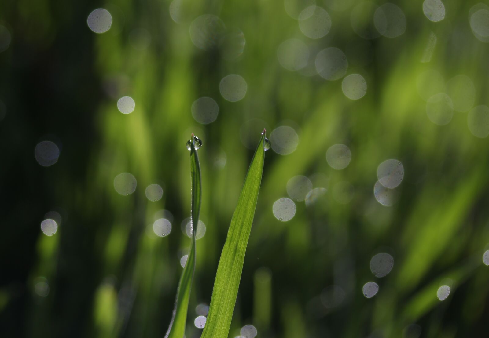 Canon EF-S 60mm F2.8 Macro USM sample photo. Grass, dew, green photography