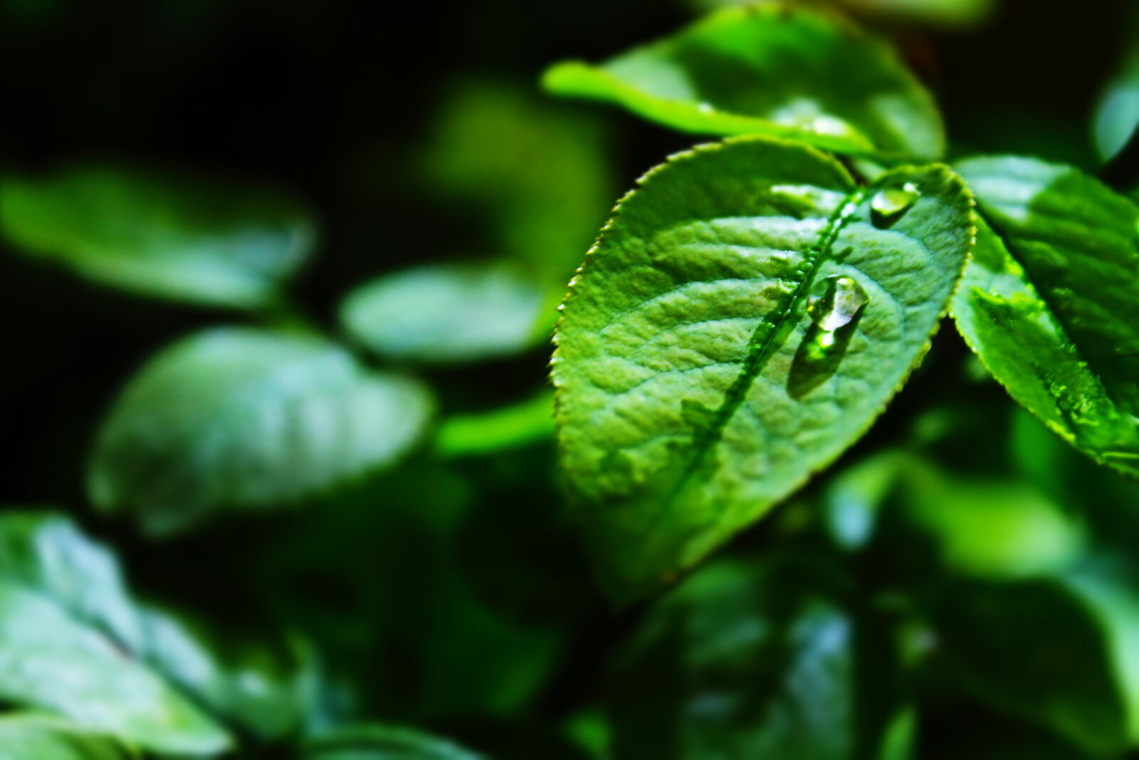 Canon EOS 700D (EOS Rebel T5i / EOS Kiss X7i) sample photo. Close, up, dew, droplets photography