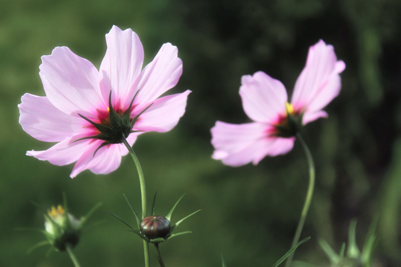Canon EOS 1300D (EOS Rebel T6 / EOS Kiss X80) sample photo. Cosmea, flowers, flower photography
