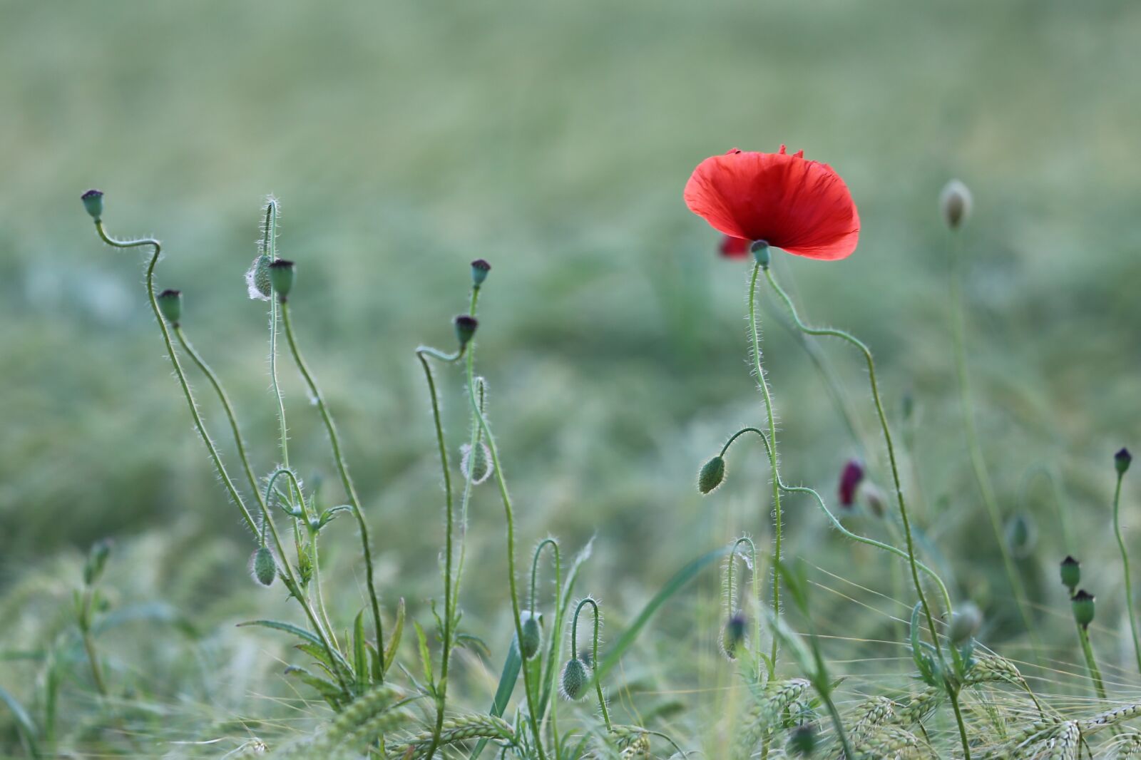Canon EF 70-300 F4-5.6 IS II USM sample photo. Red poppy, meadow, flower photography